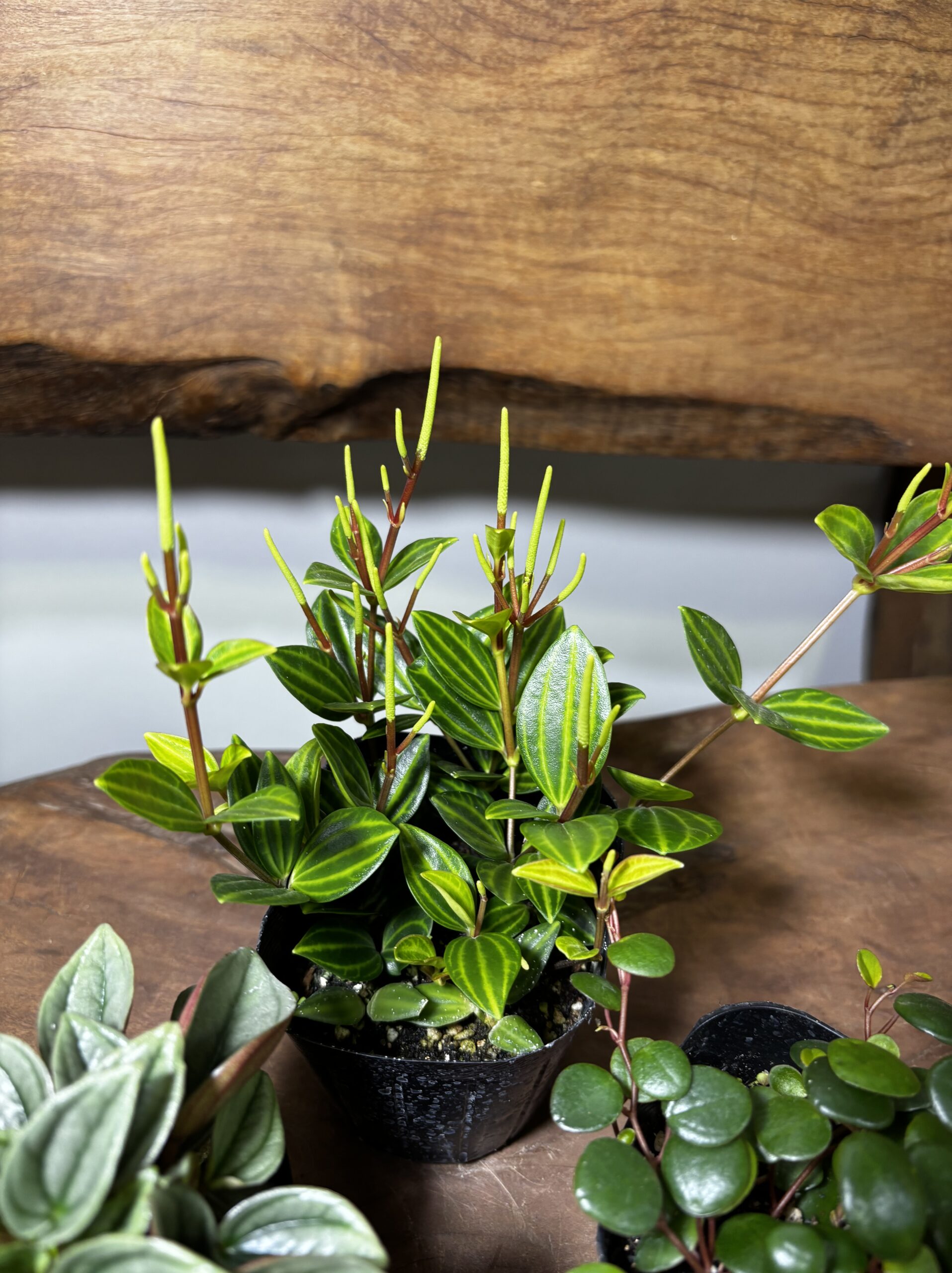 ペペロミア MIX 3号 3種セット - 画像 (4)