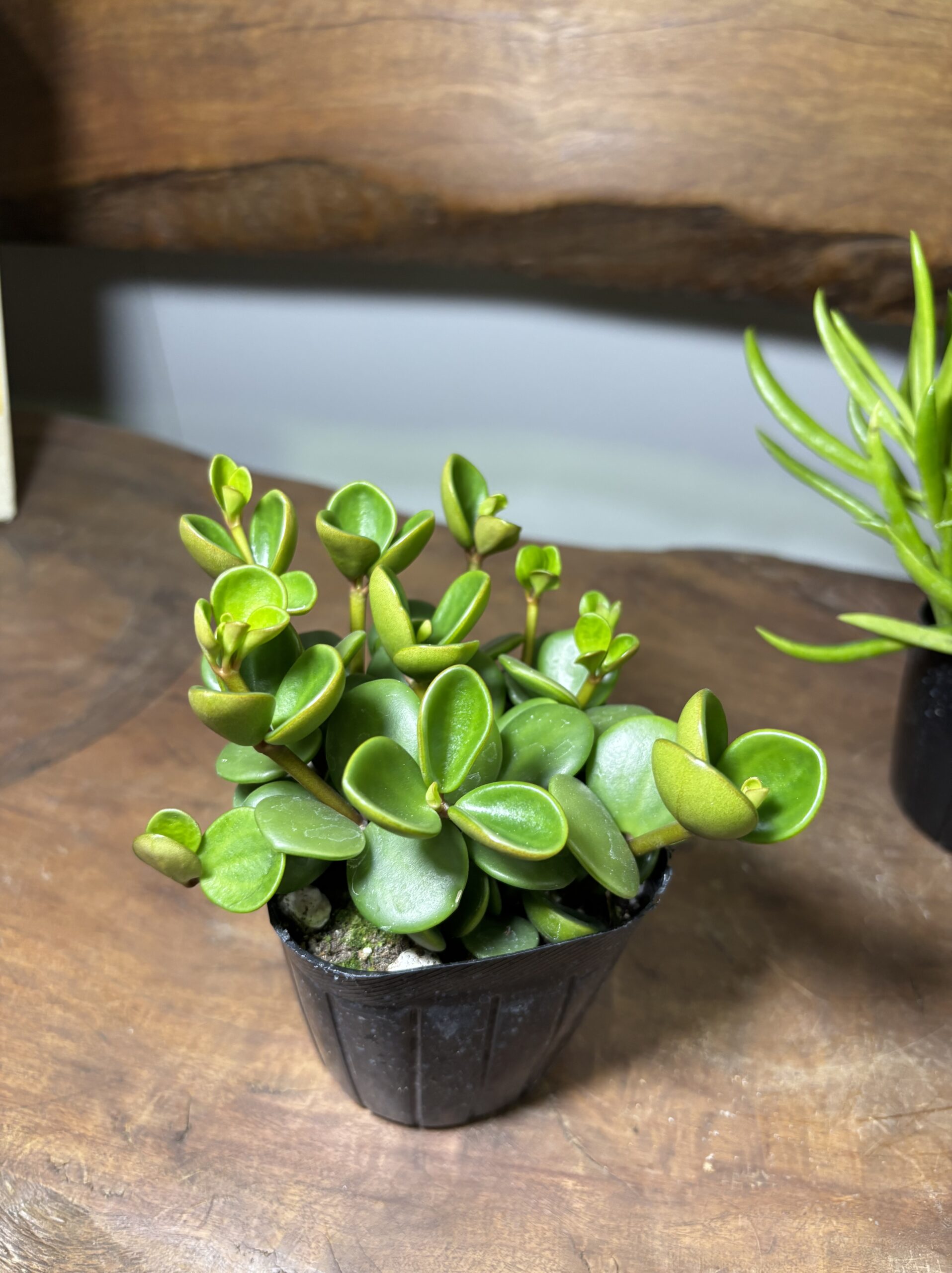 ペペロミア MIX 3号 3種セット - 画像 (7)