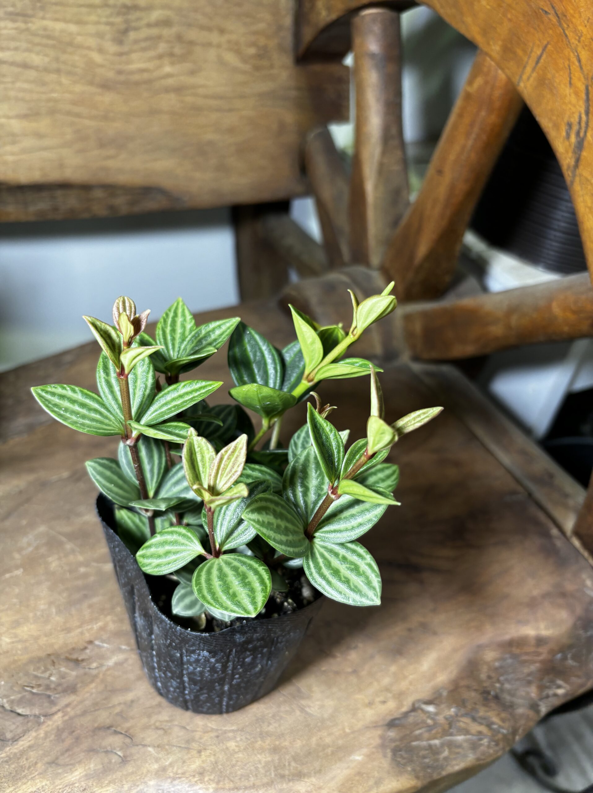 ペペロミア MIX 3号 3種セット - 画像 (8)