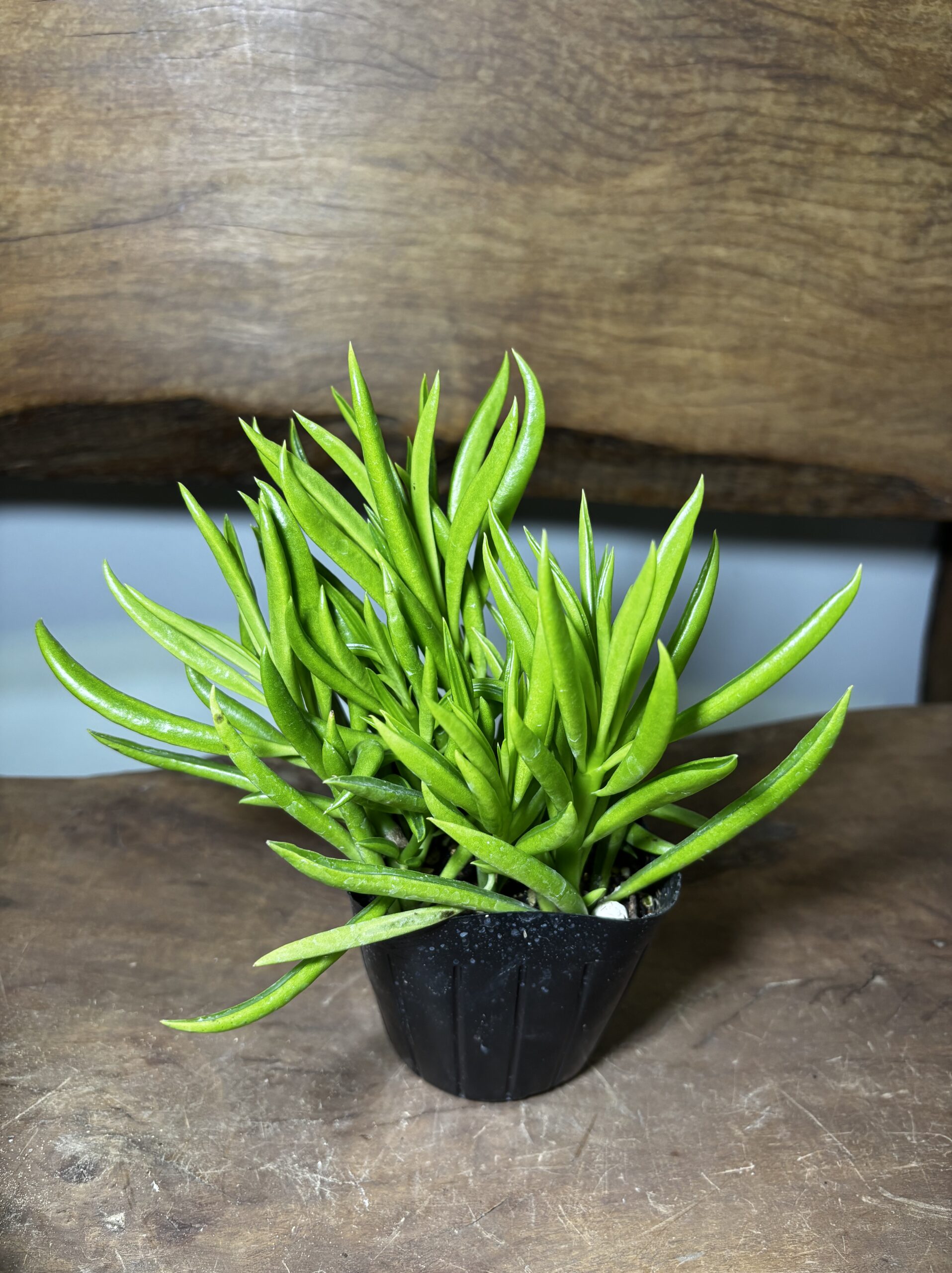 ペペロミア MIX 3号 3種セット - 画像 (9)