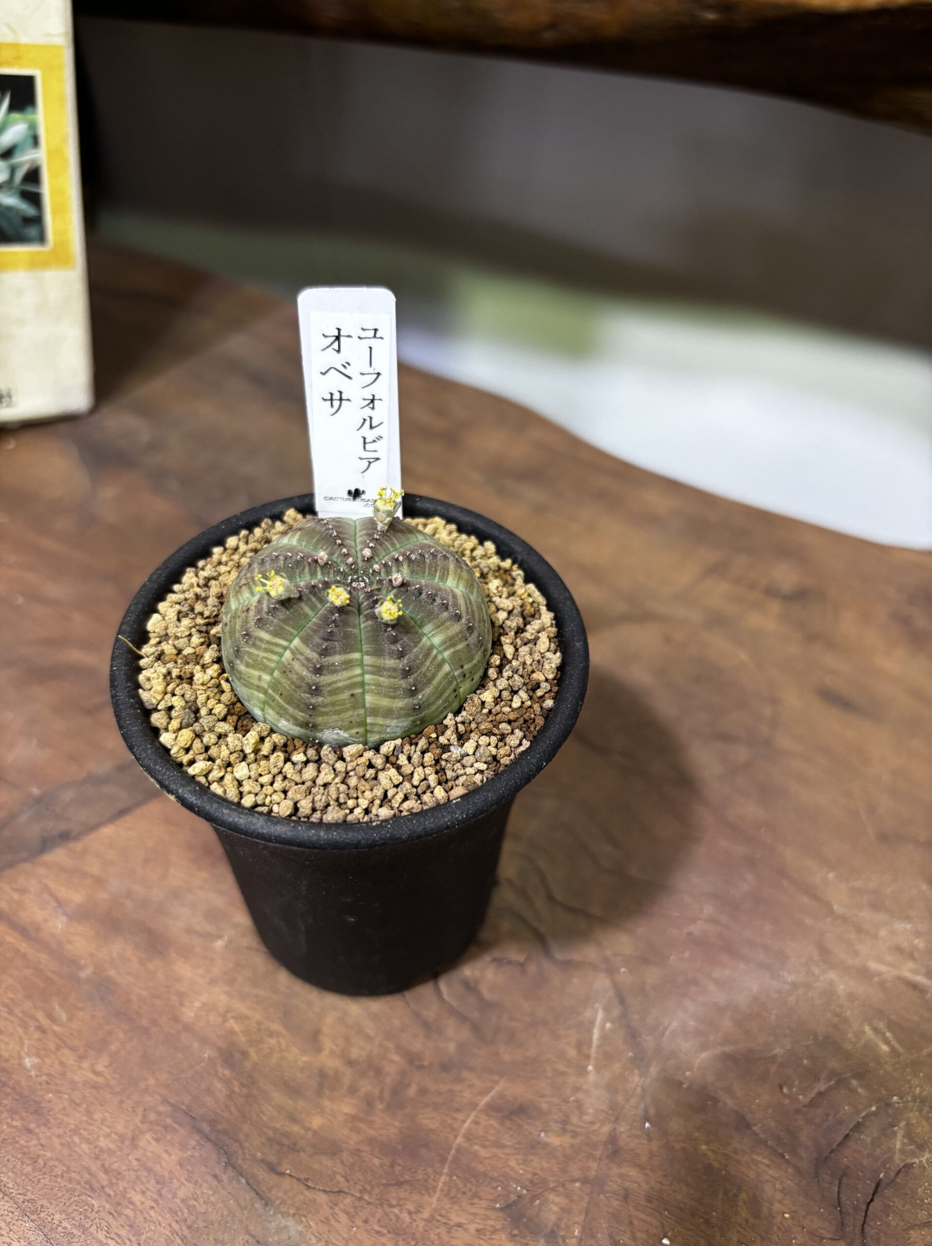 レア植物　品種MIX　3号 - 画像 (2)