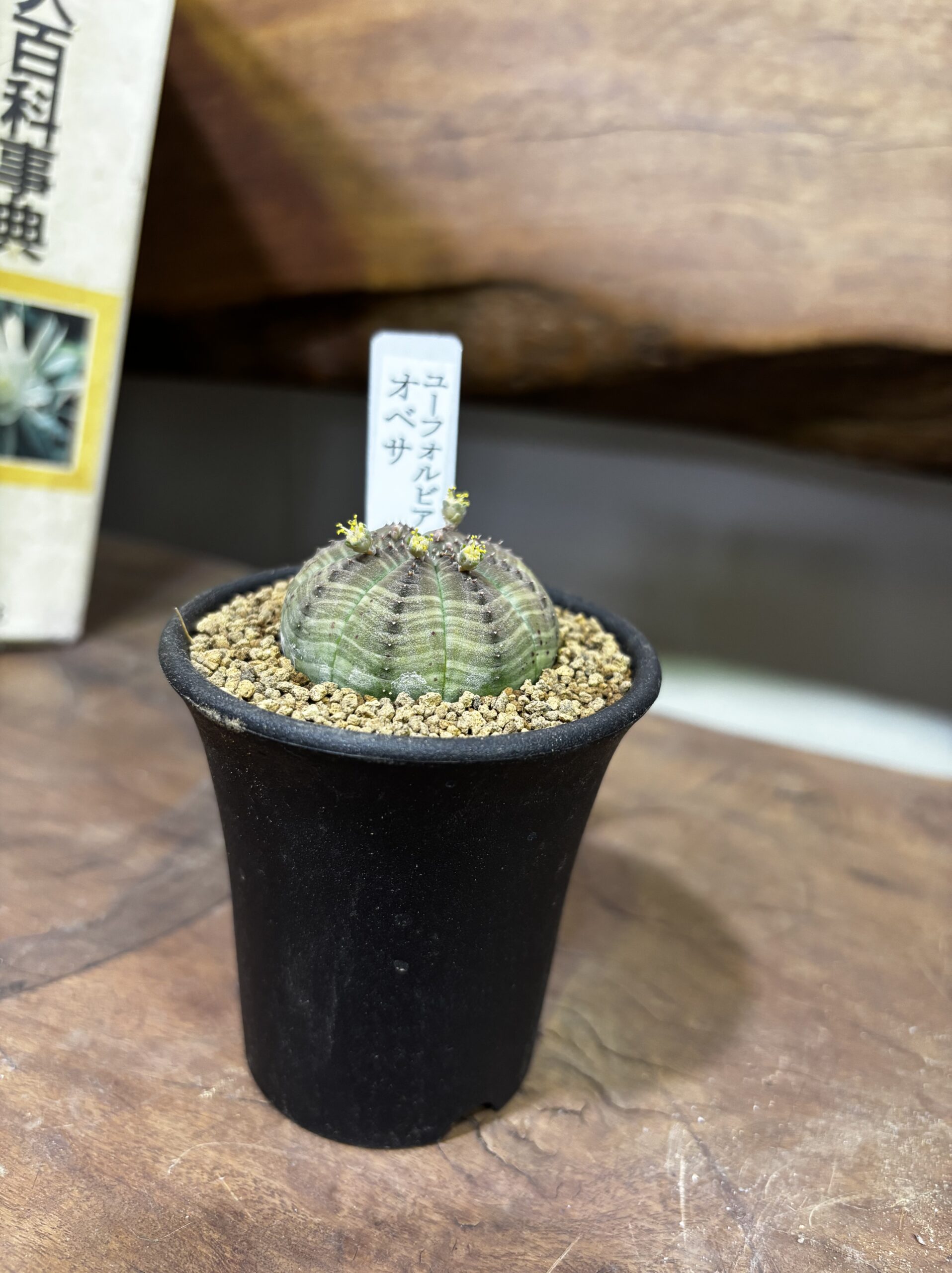 レア植物　品種MIX　3号 - 画像 (3)