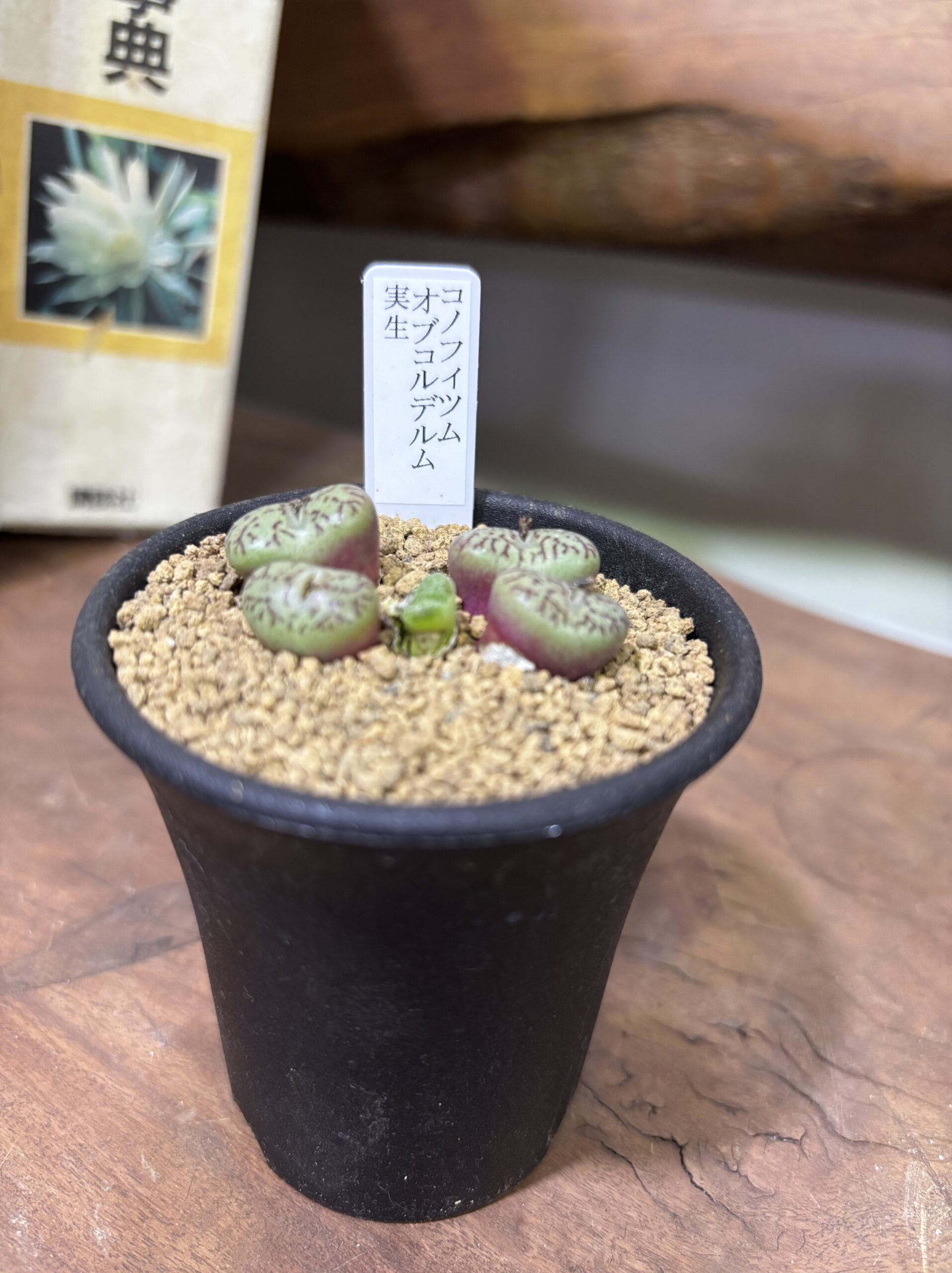 レア植物　品種MIX　3号 - 画像 (4)