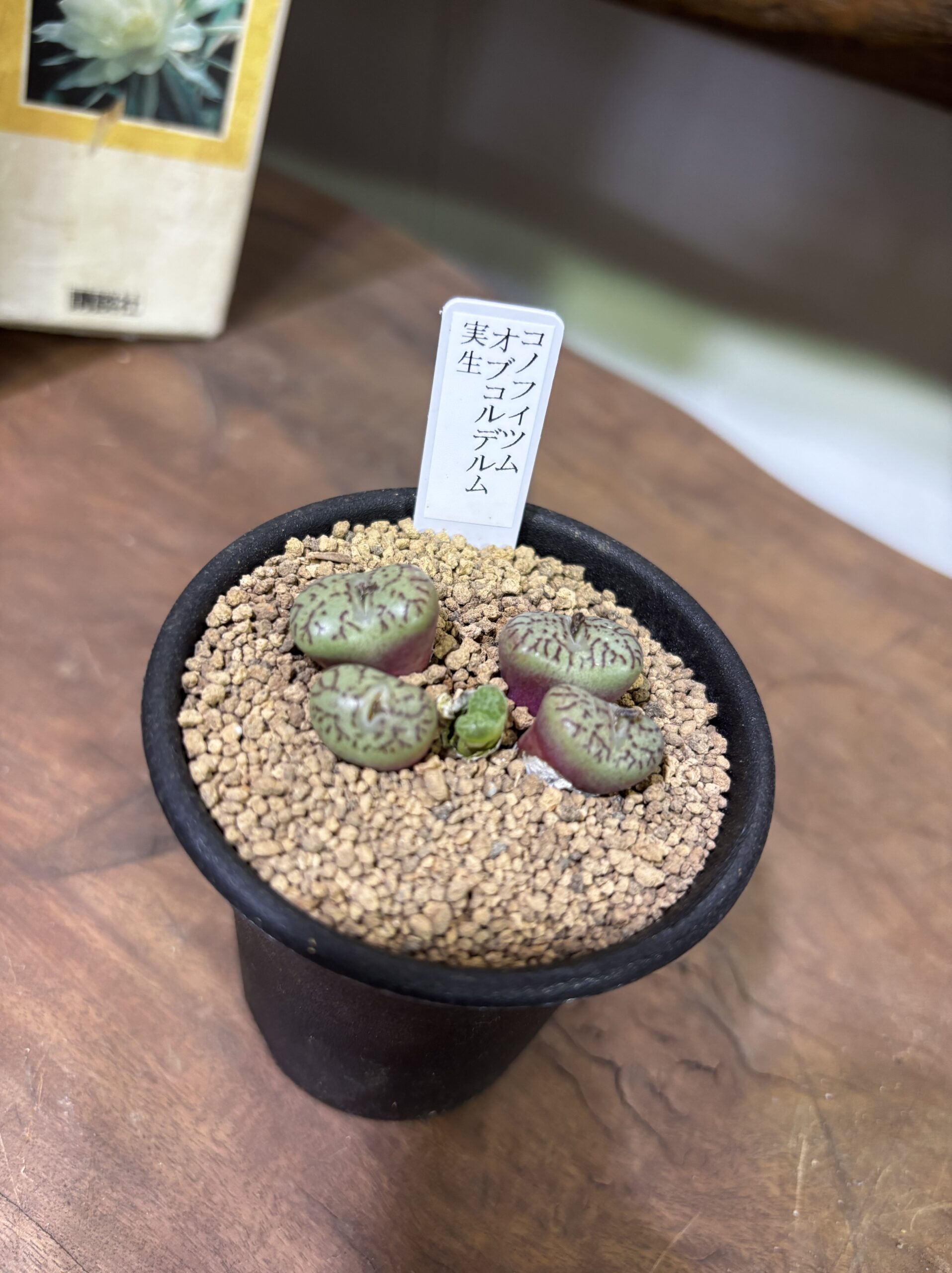 レア植物　品種MIX　3号 - 画像 (5)