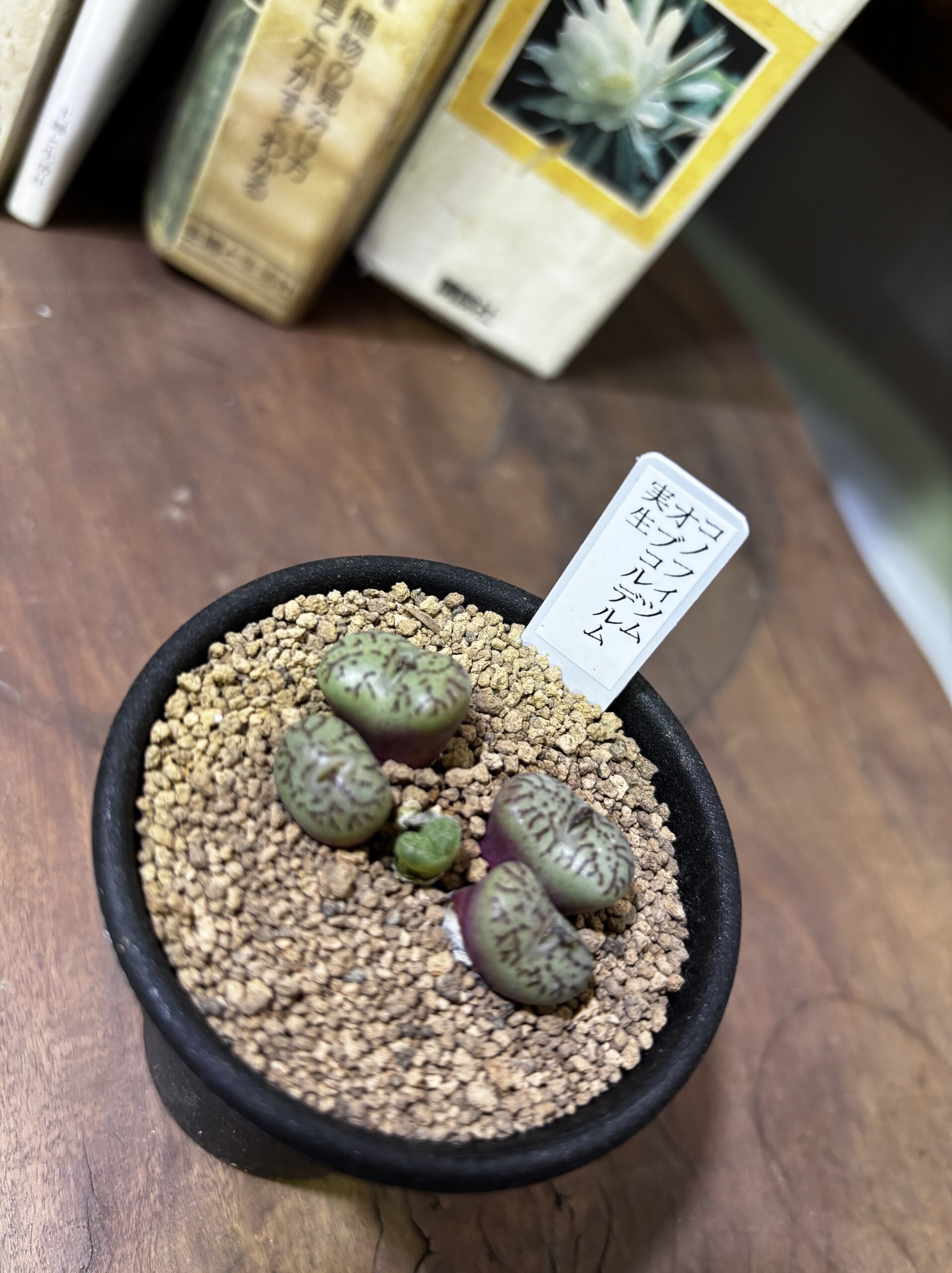 レア植物　品種MIX　3号 - 画像 (6)