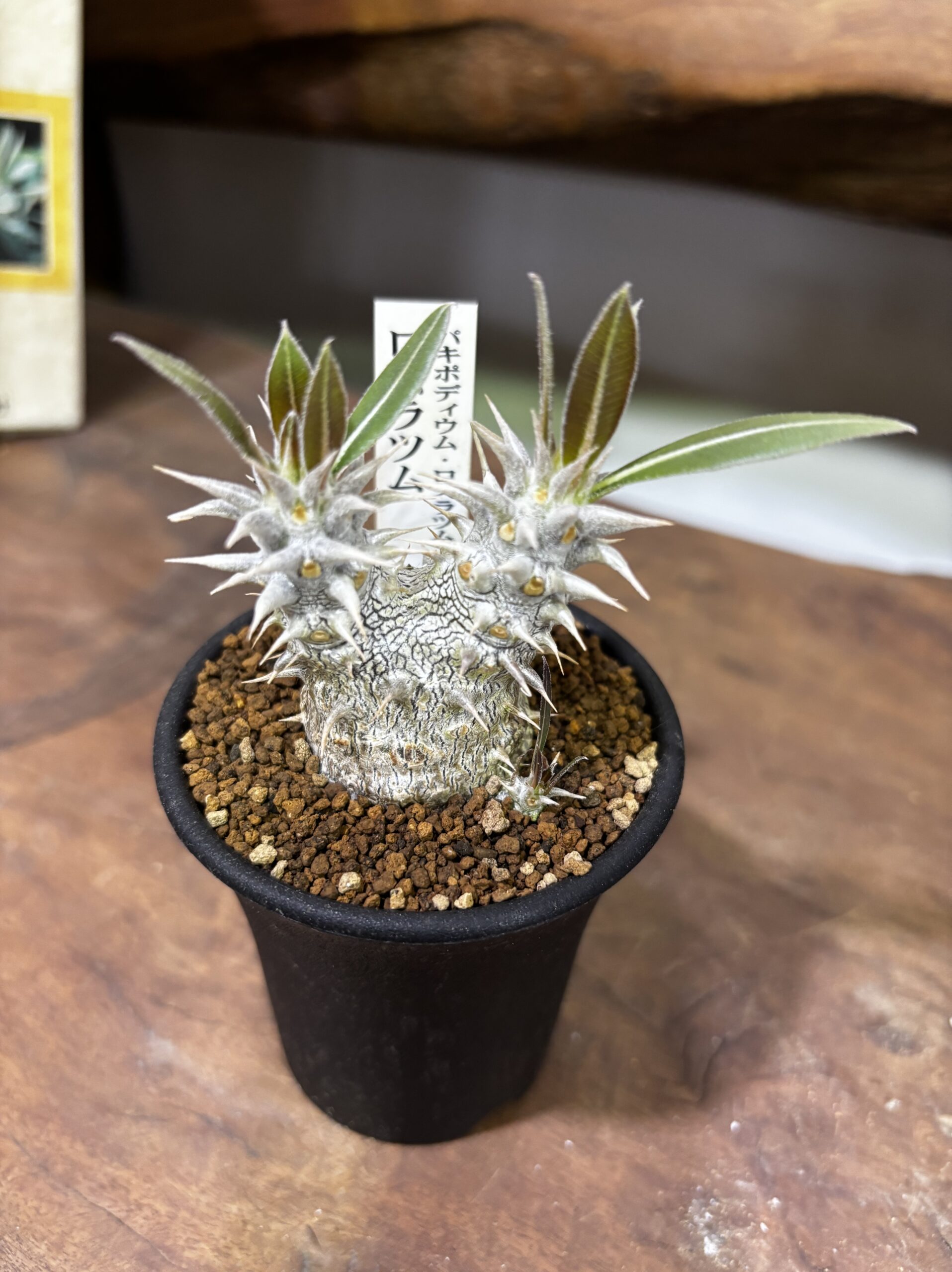 レア植物　品種MIX　3号 - 画像 (7)