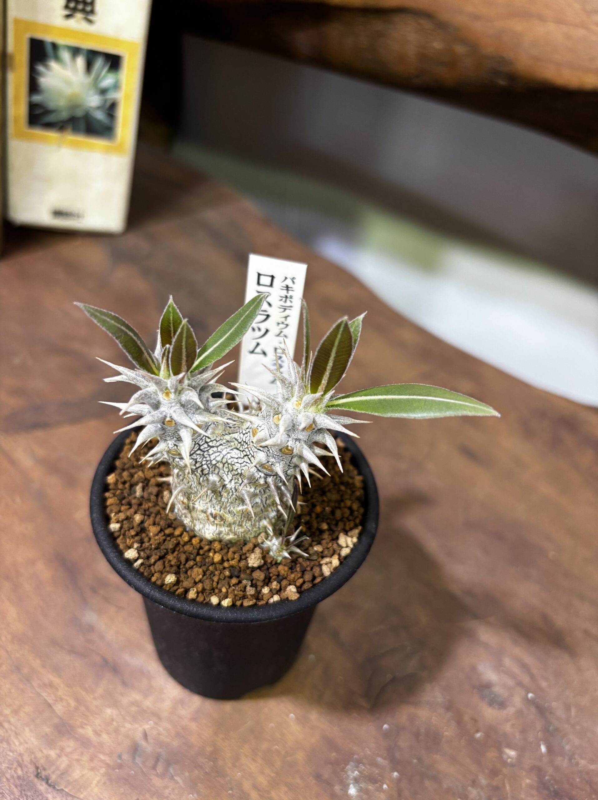 レア植物　品種MIX　3号 - 画像 (8)