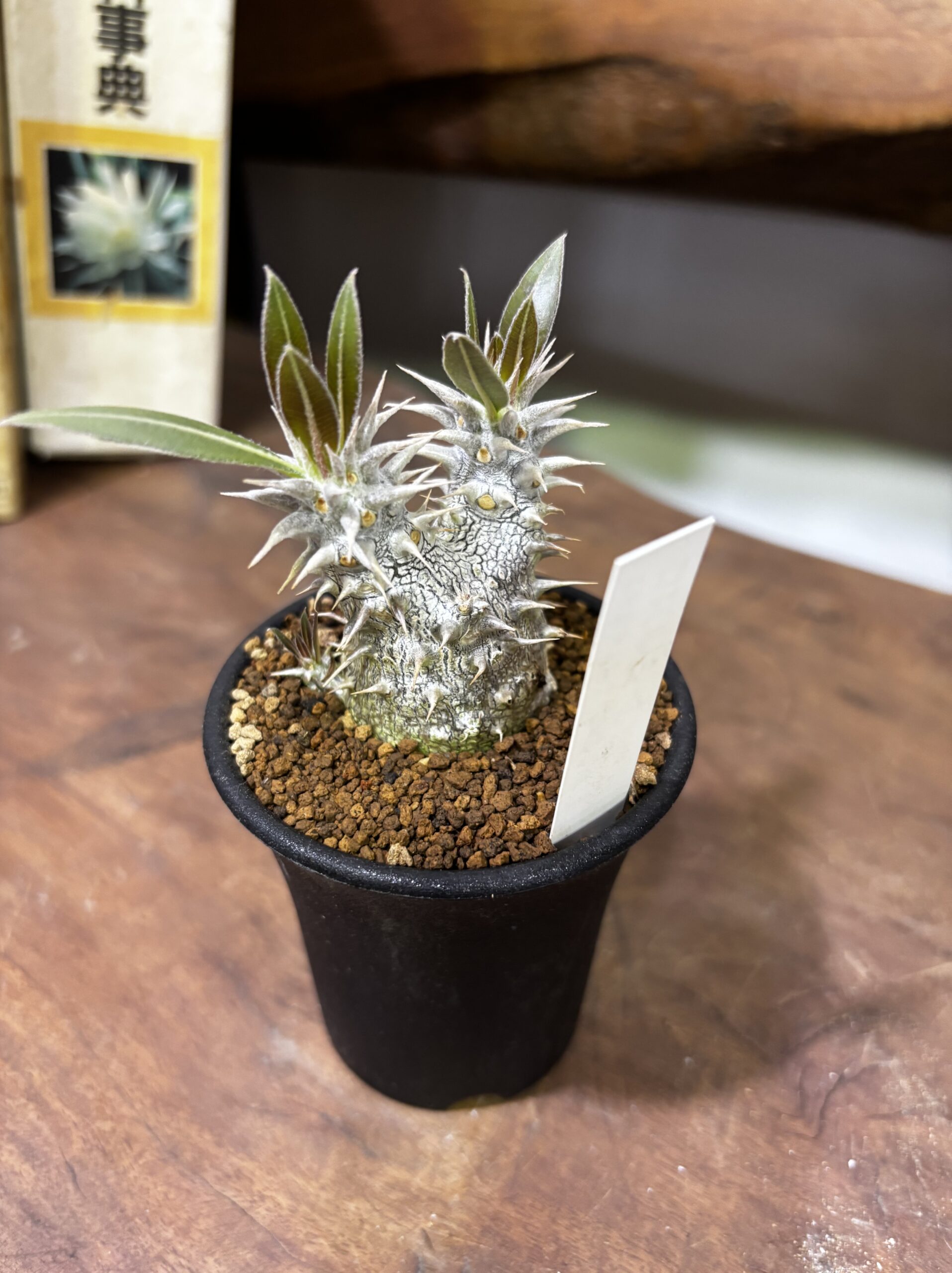 レア植物　品種MIX　3号 - 画像 (9)