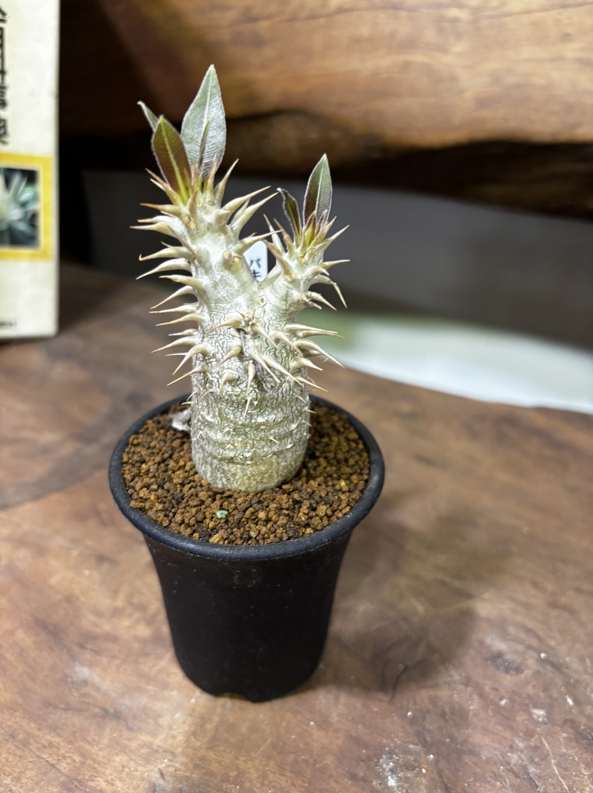 レア植物　品種MIX　3号 - 画像 (10)