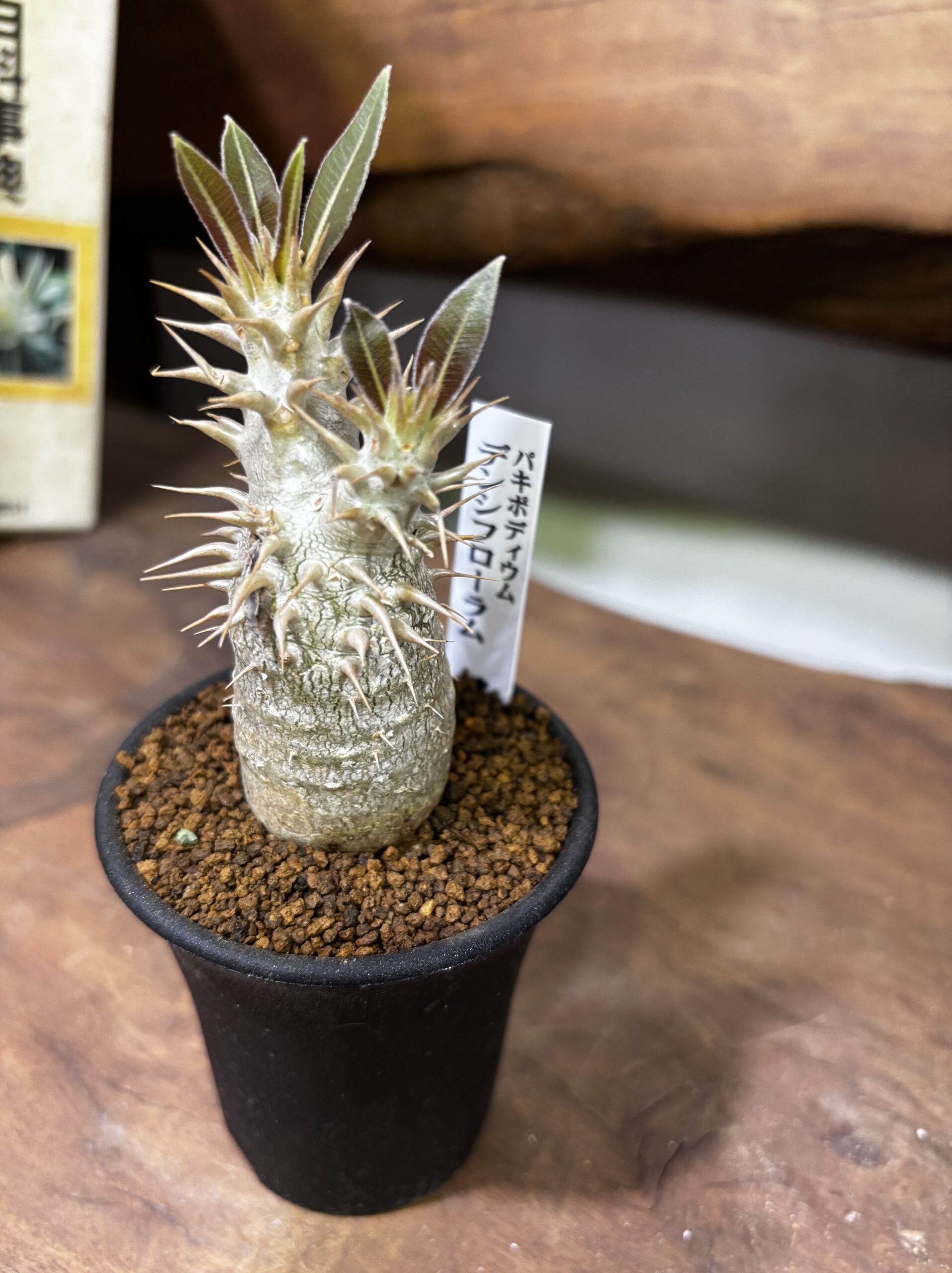 レア植物　品種MIX　3号 - 画像 (11)