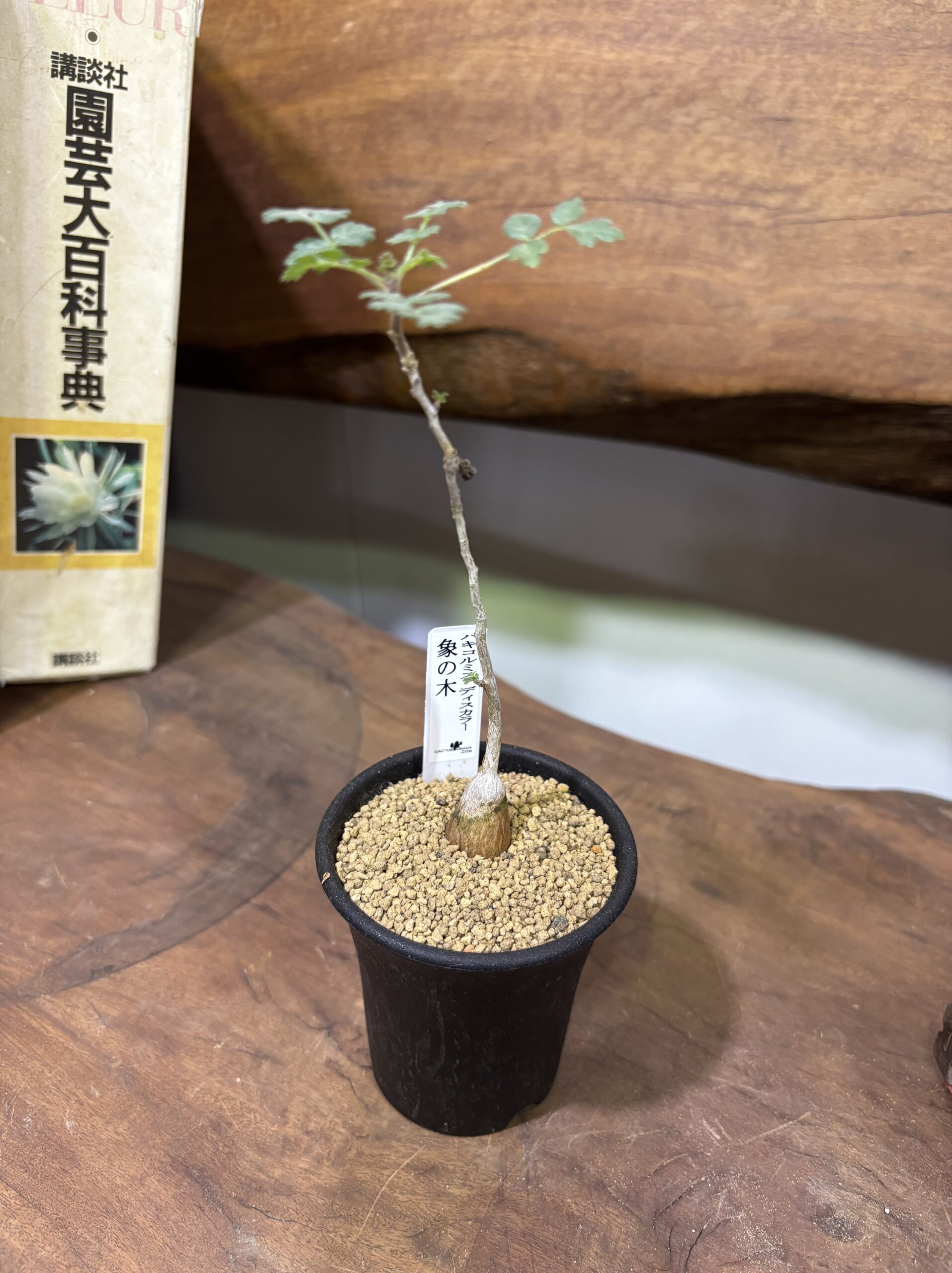 レア植物　品種MIX　3号 - 画像 (12)