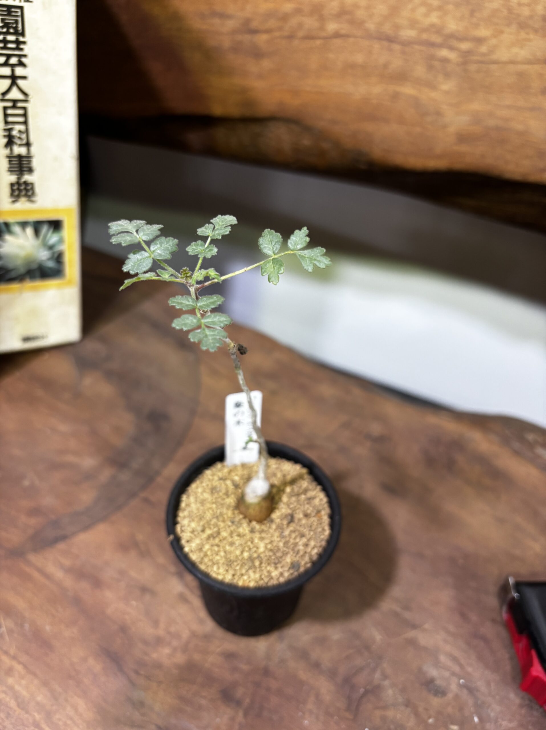 レア植物　品種MIX　3号 - 画像 (13)