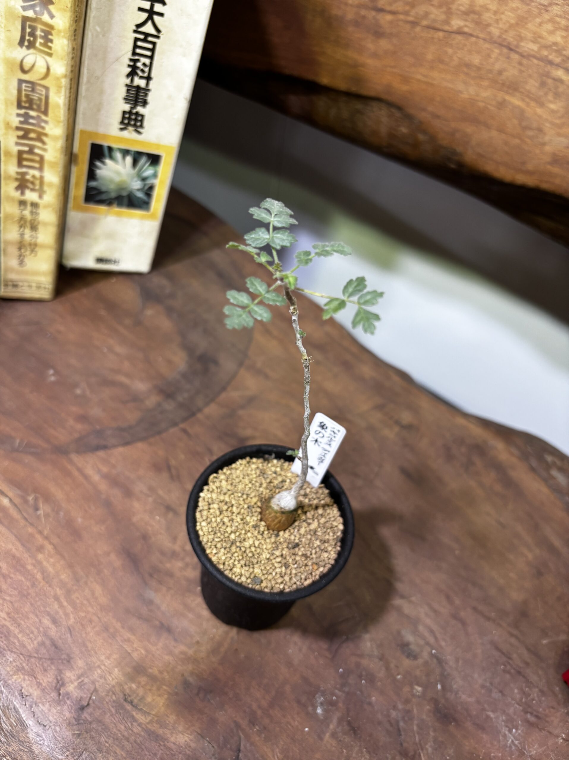 レア植物　品種MIX　3号 - 画像 (14)