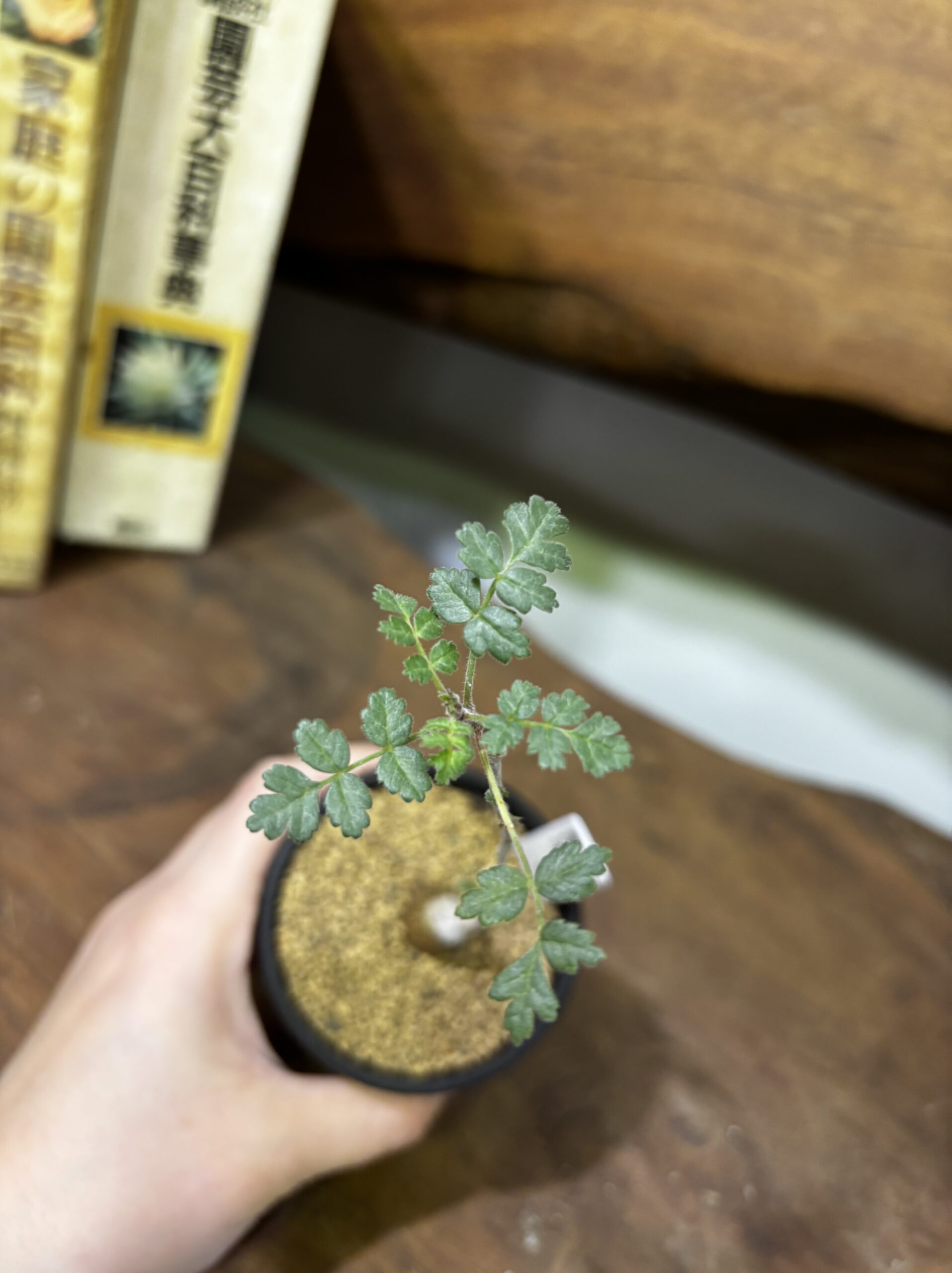 レア植物　品種MIX　3号 - 画像 (15)