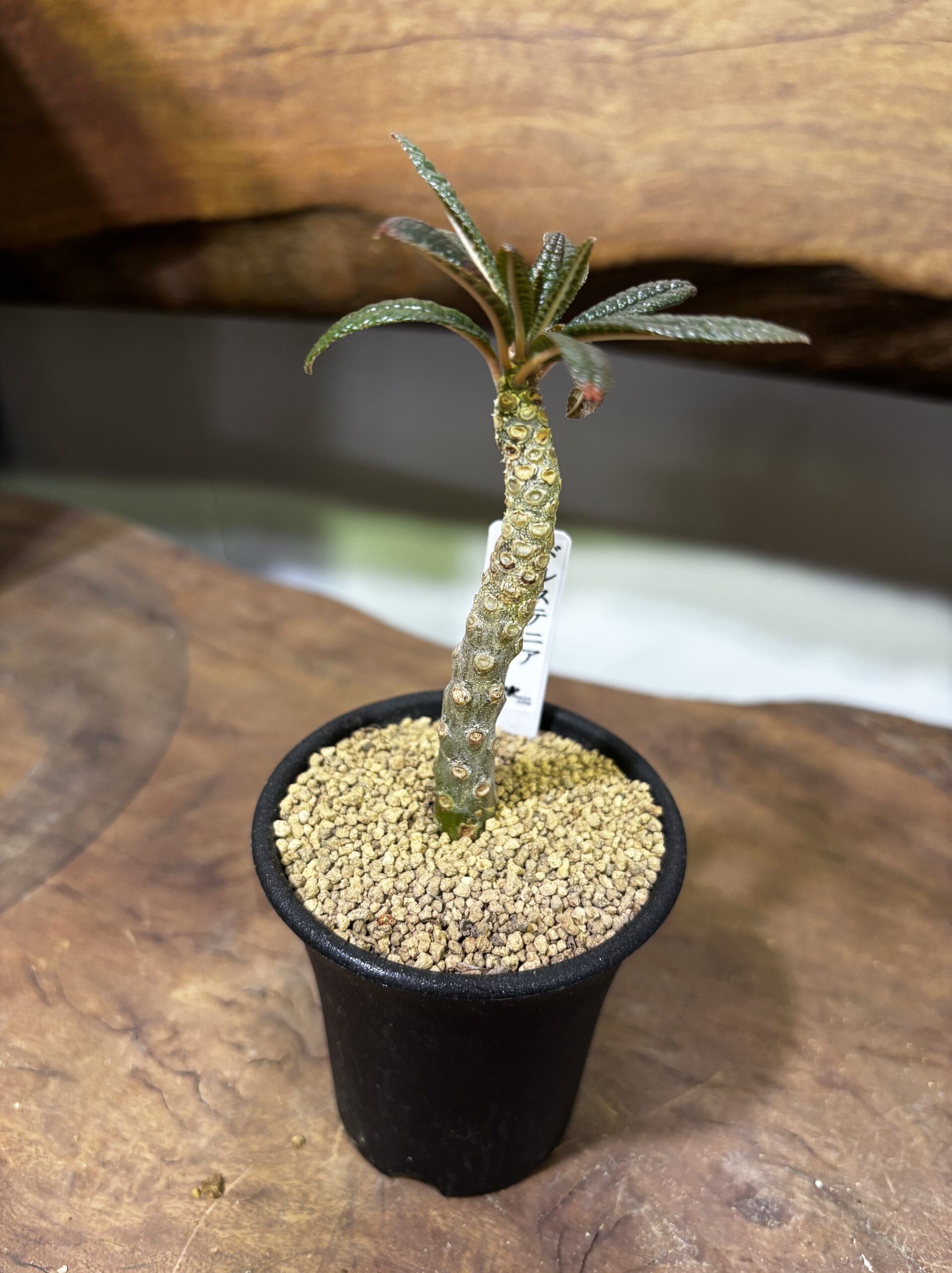 レア植物　品種MIX　3号 - 画像 (16)