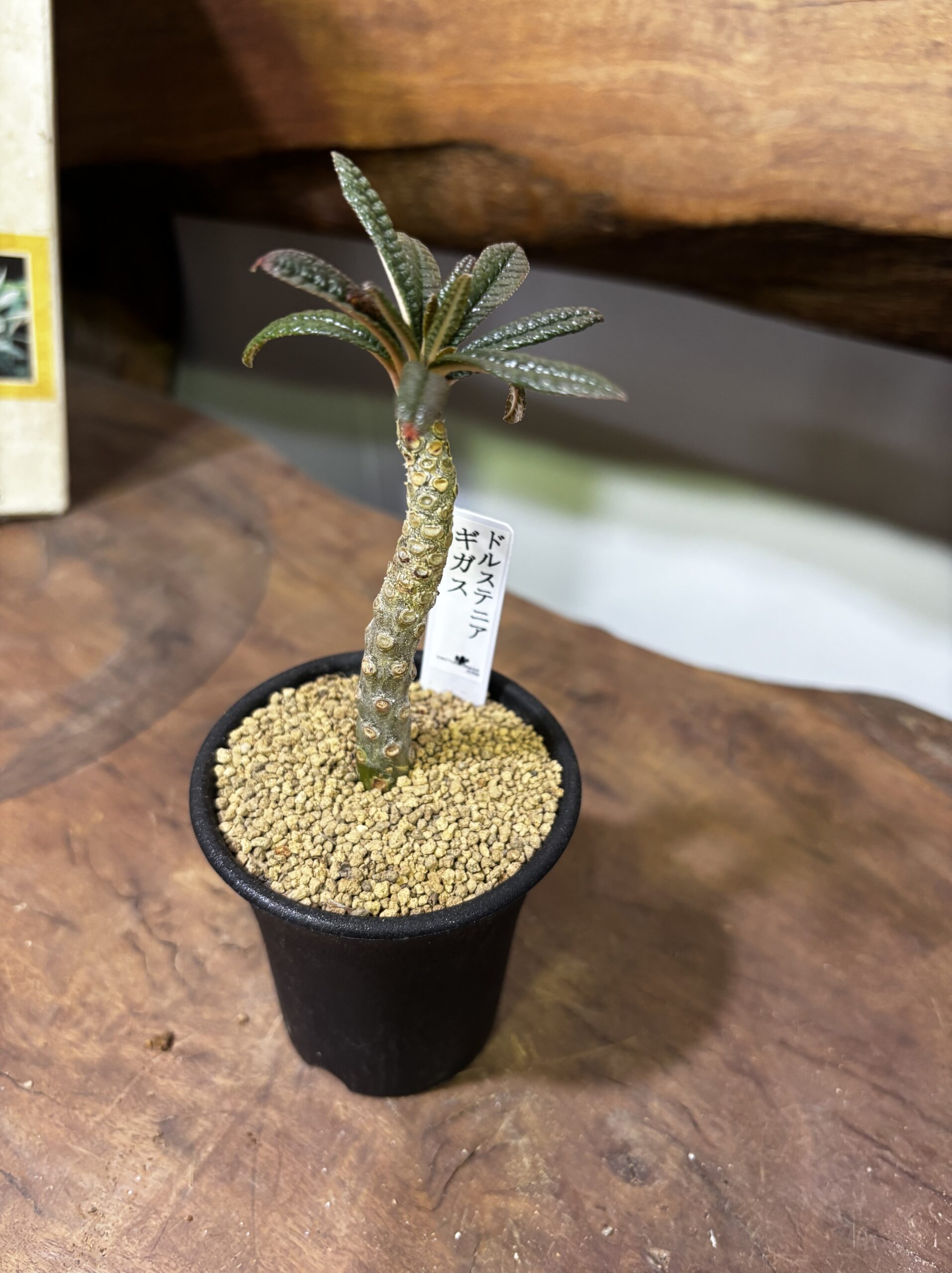 レア植物　品種MIX　3号 - 画像 (17)