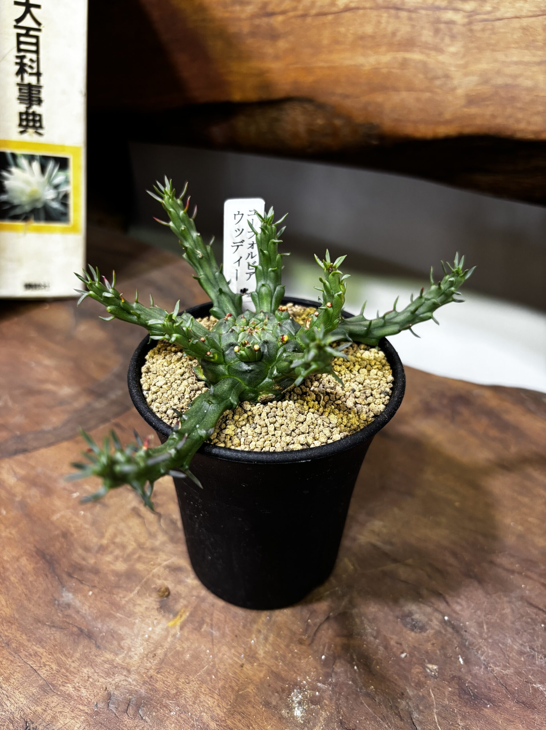 レア植物　品種MIX　3号 - 画像 (18)