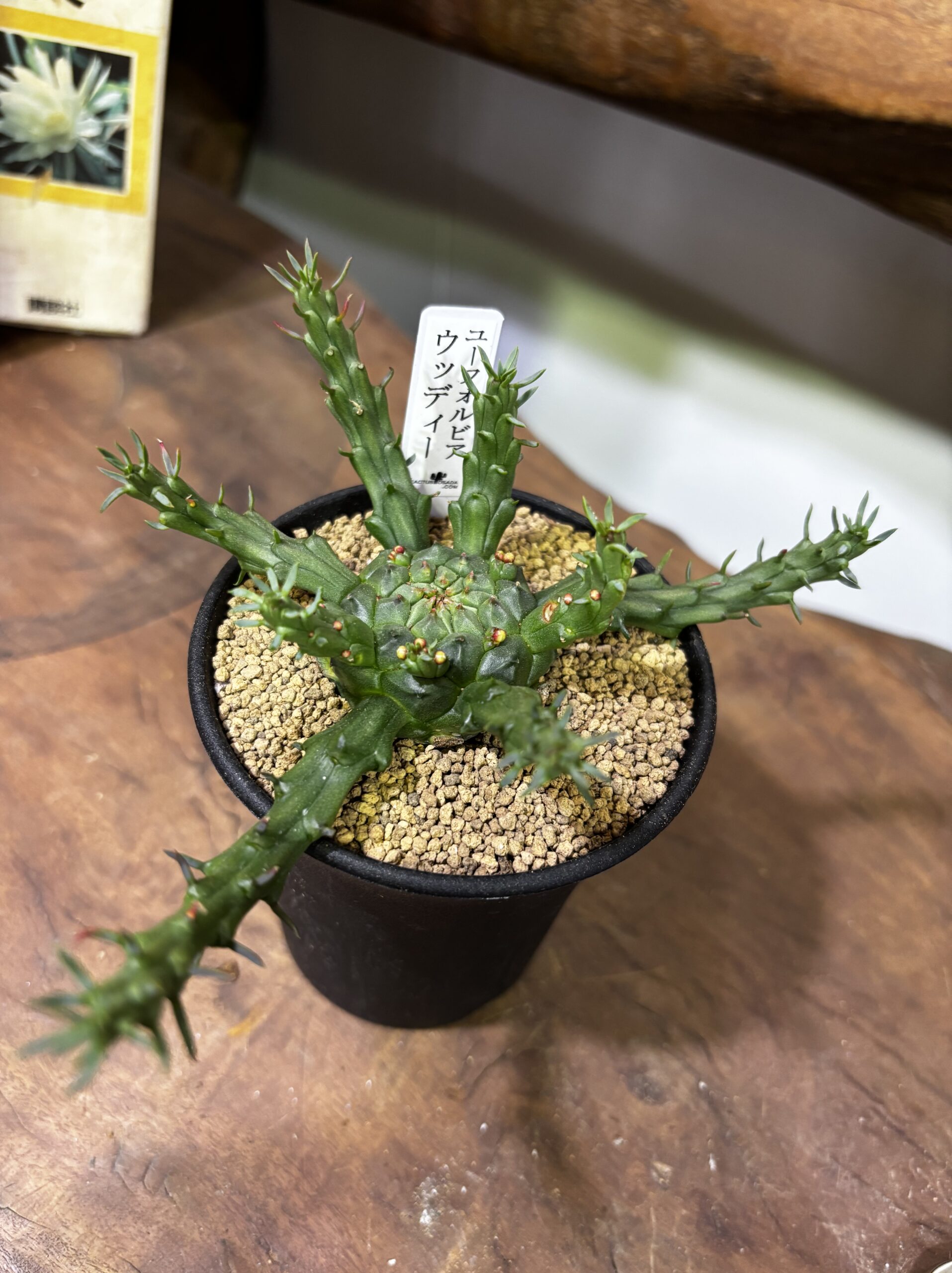 レア植物　品種MIX　3号 - 画像 (19)