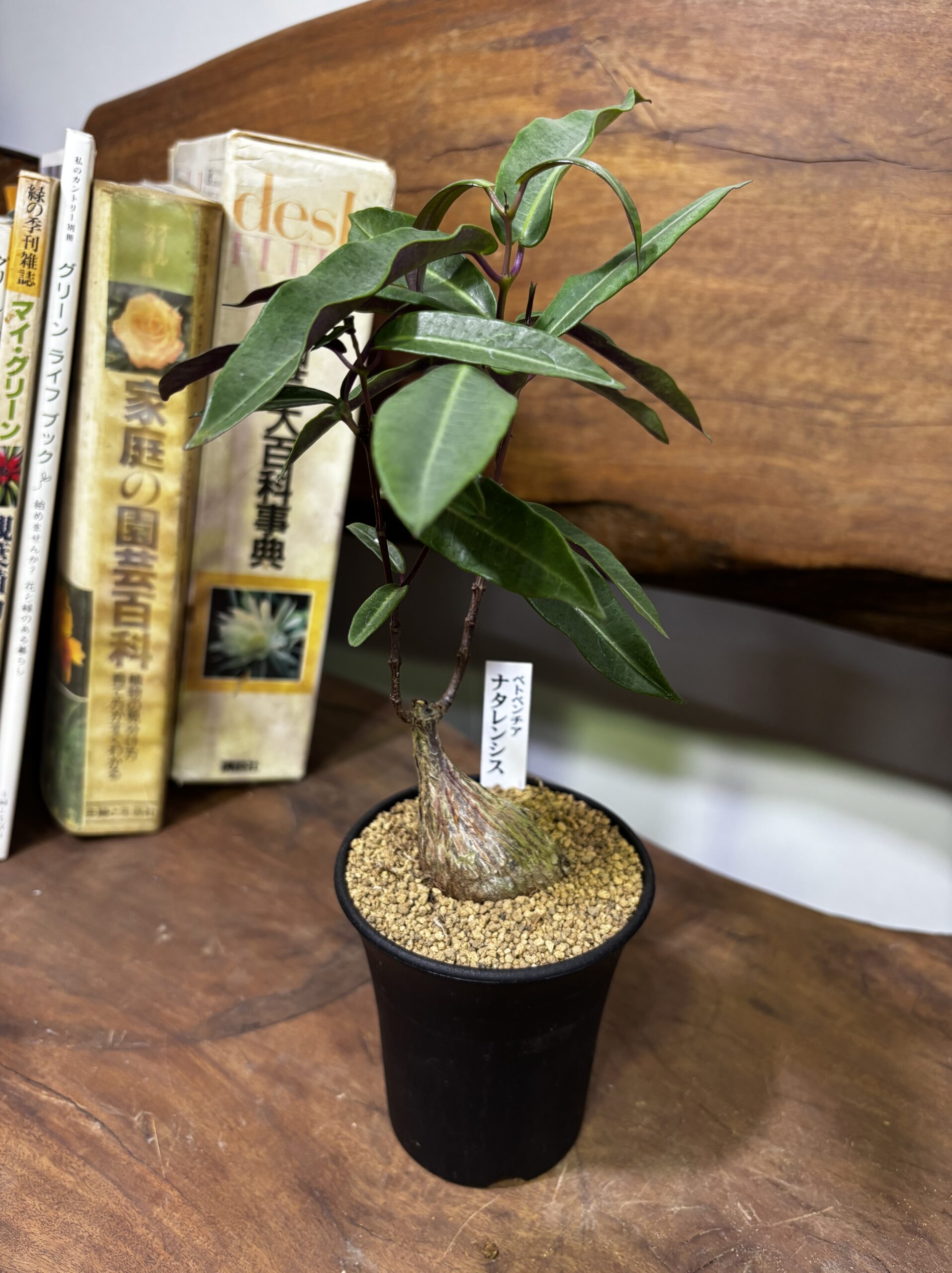 レア植物　品種MIX　3号 - 画像 (20)