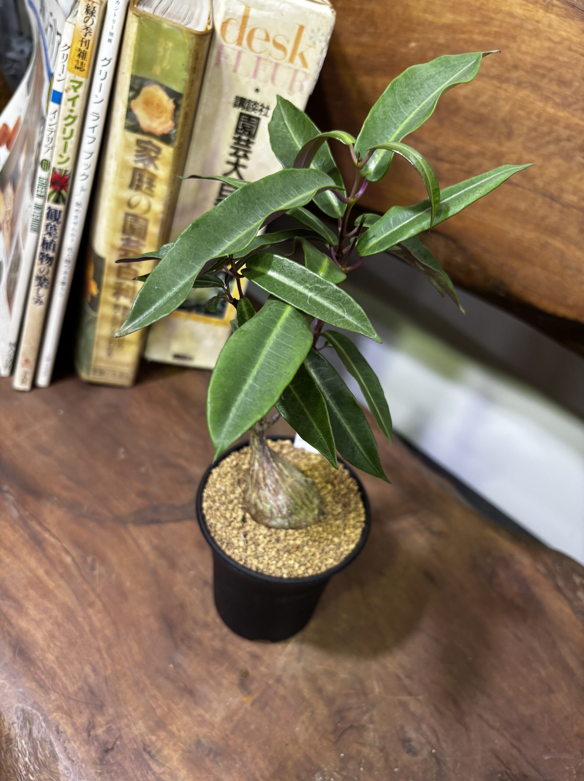 レア植物　品種MIX　3号 - 画像 (21)