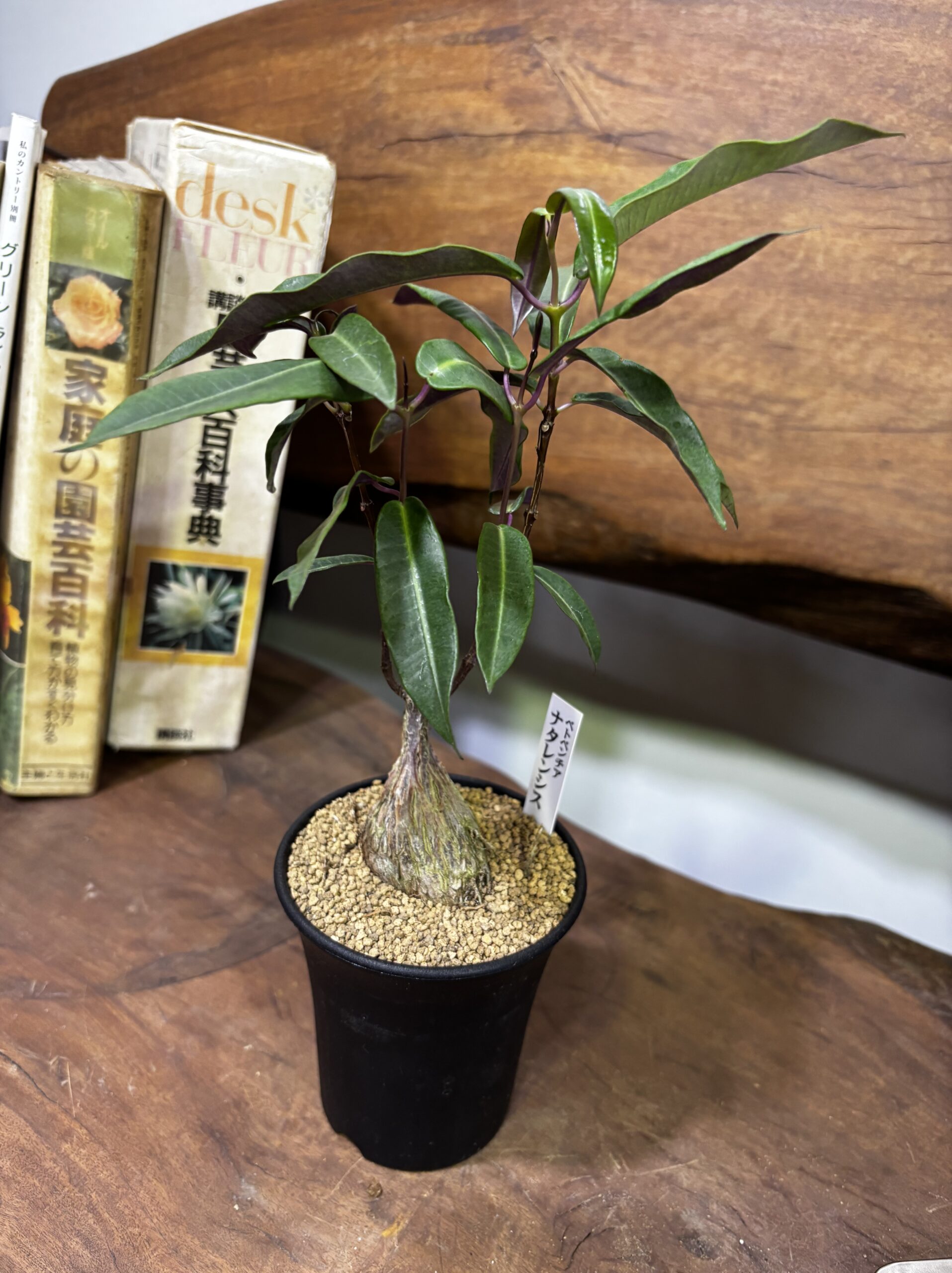 レア植物　品種MIX　3号 - 画像 (22)