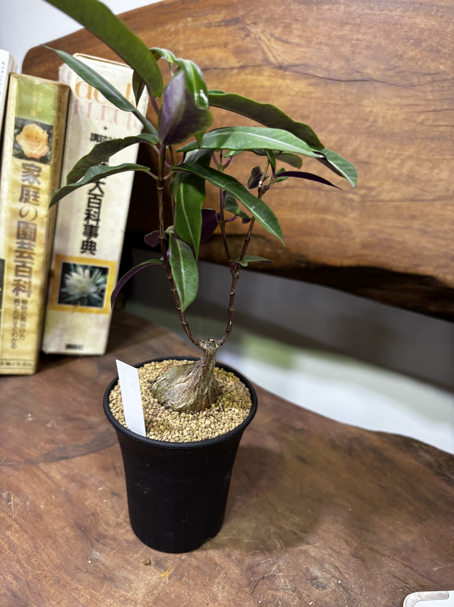 レア植物　品種MIX　3号 - 画像 (23)