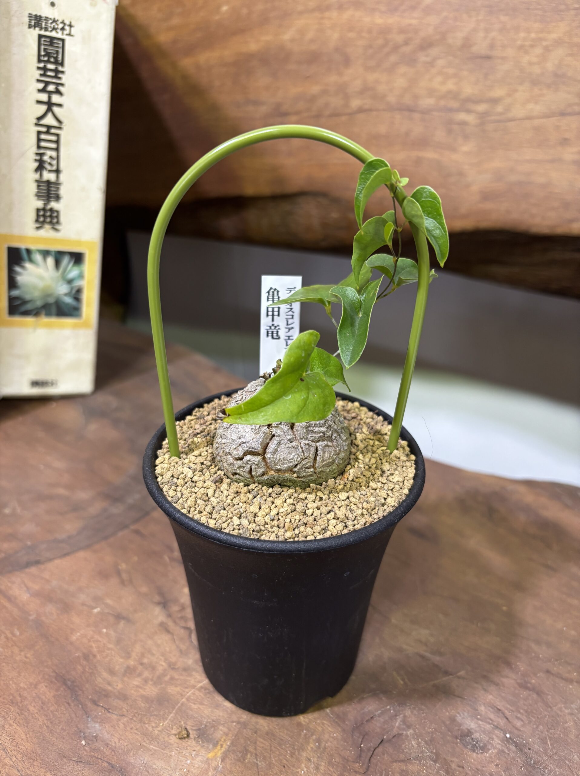 レア植物　品種MIX　3号 - 画像 (24)