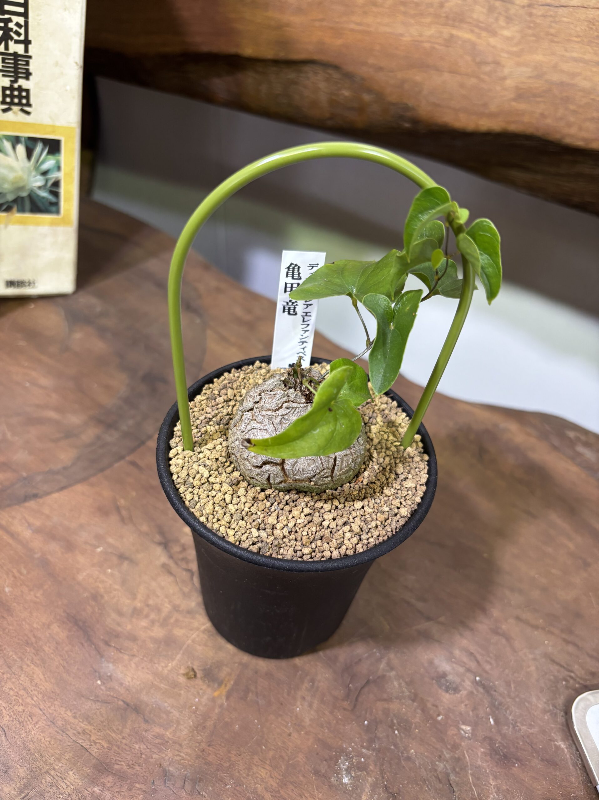 レア植物　品種MIX　3号 - 画像 (25)