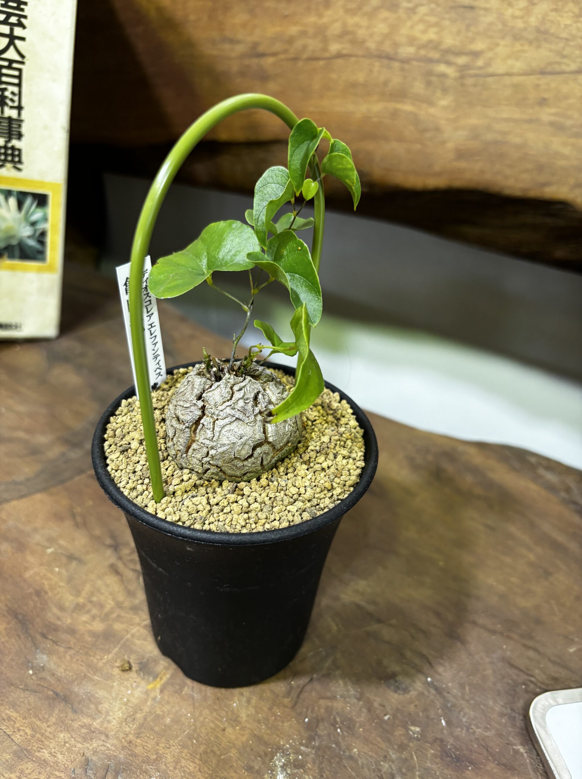 レア植物　品種MIX　3号 - 画像 (26)