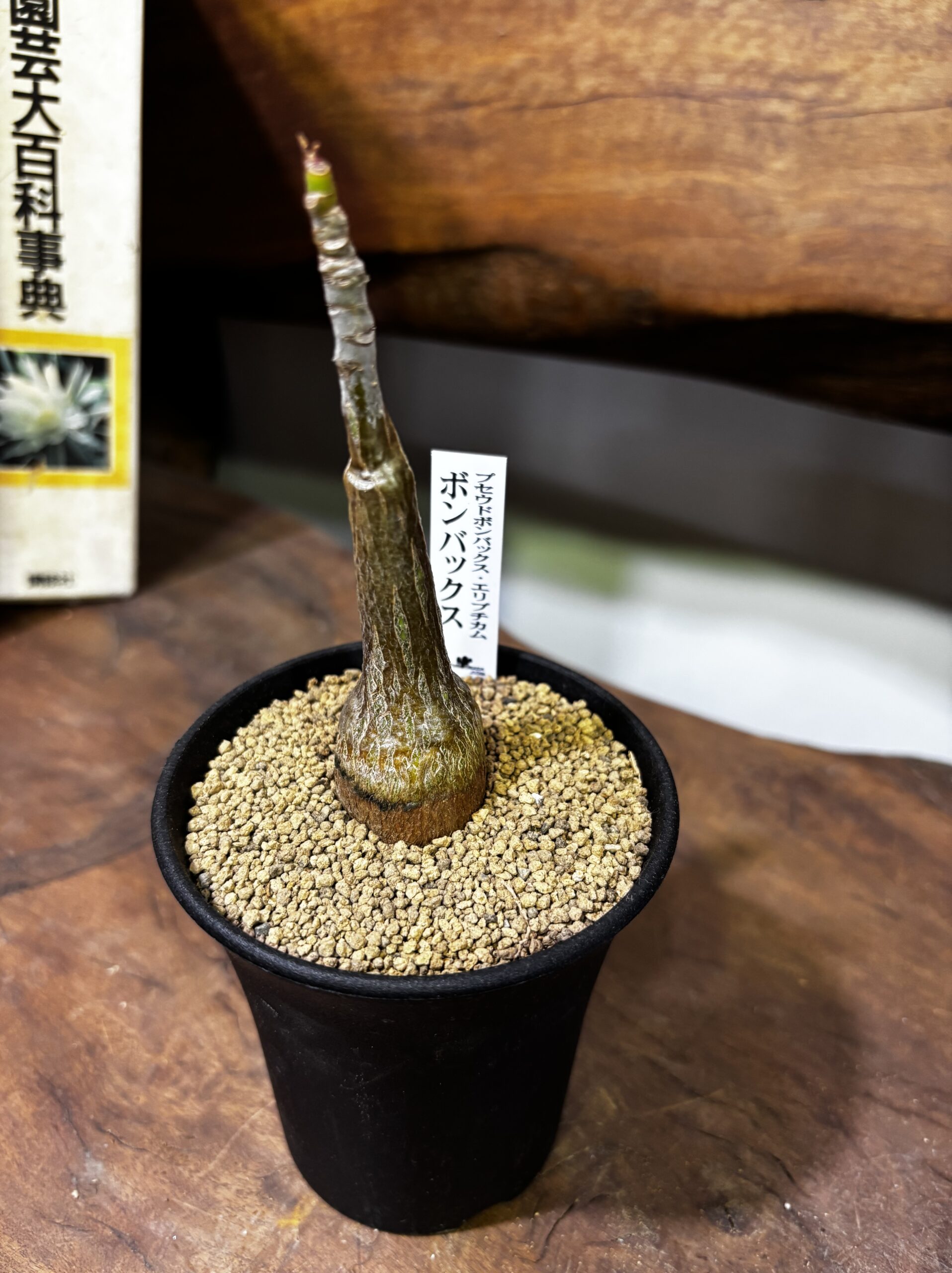 レア植物　品種MIX　3号 - 画像 (27)