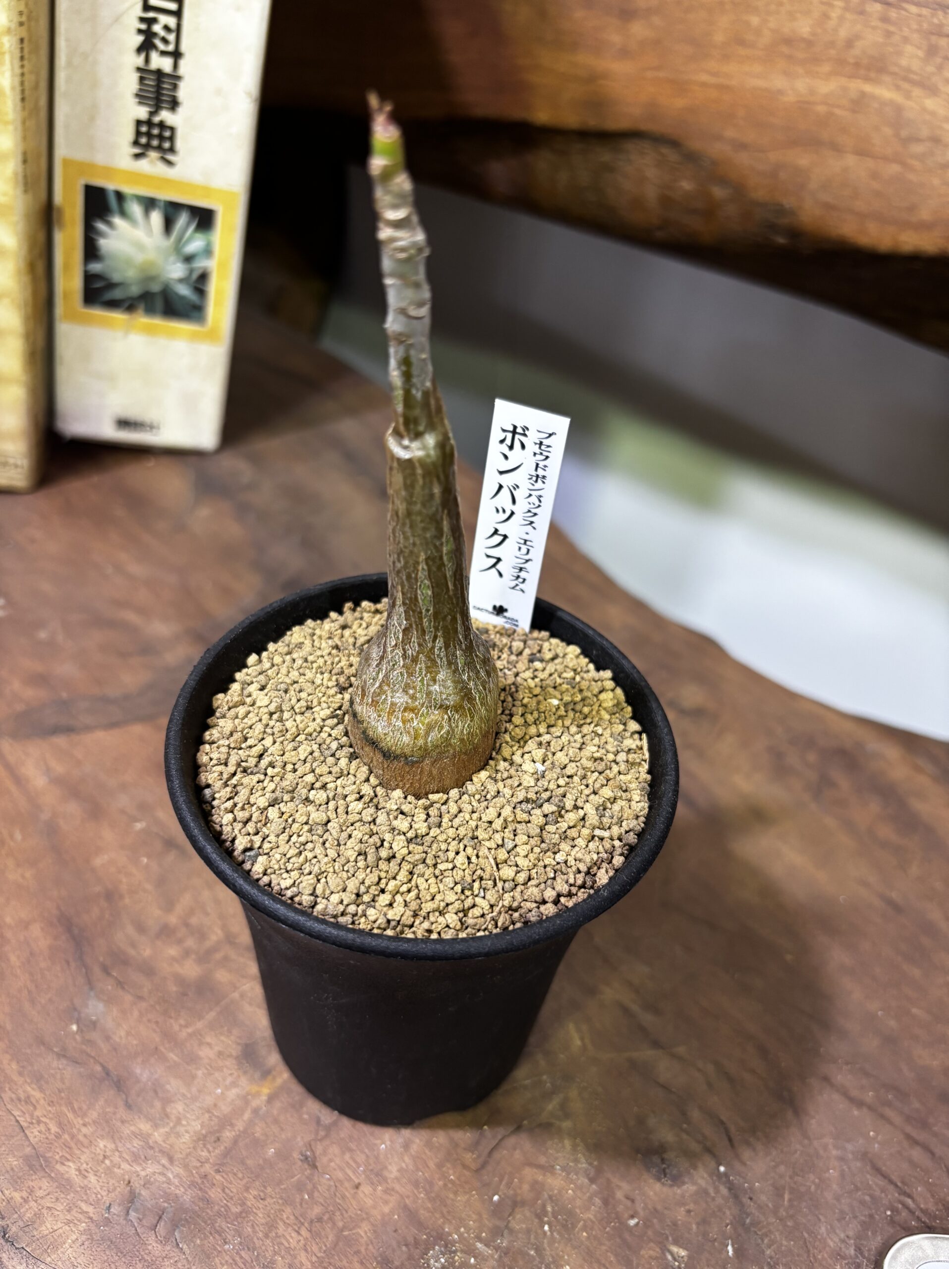 レア植物　品種MIX　3号 - 画像 (28)