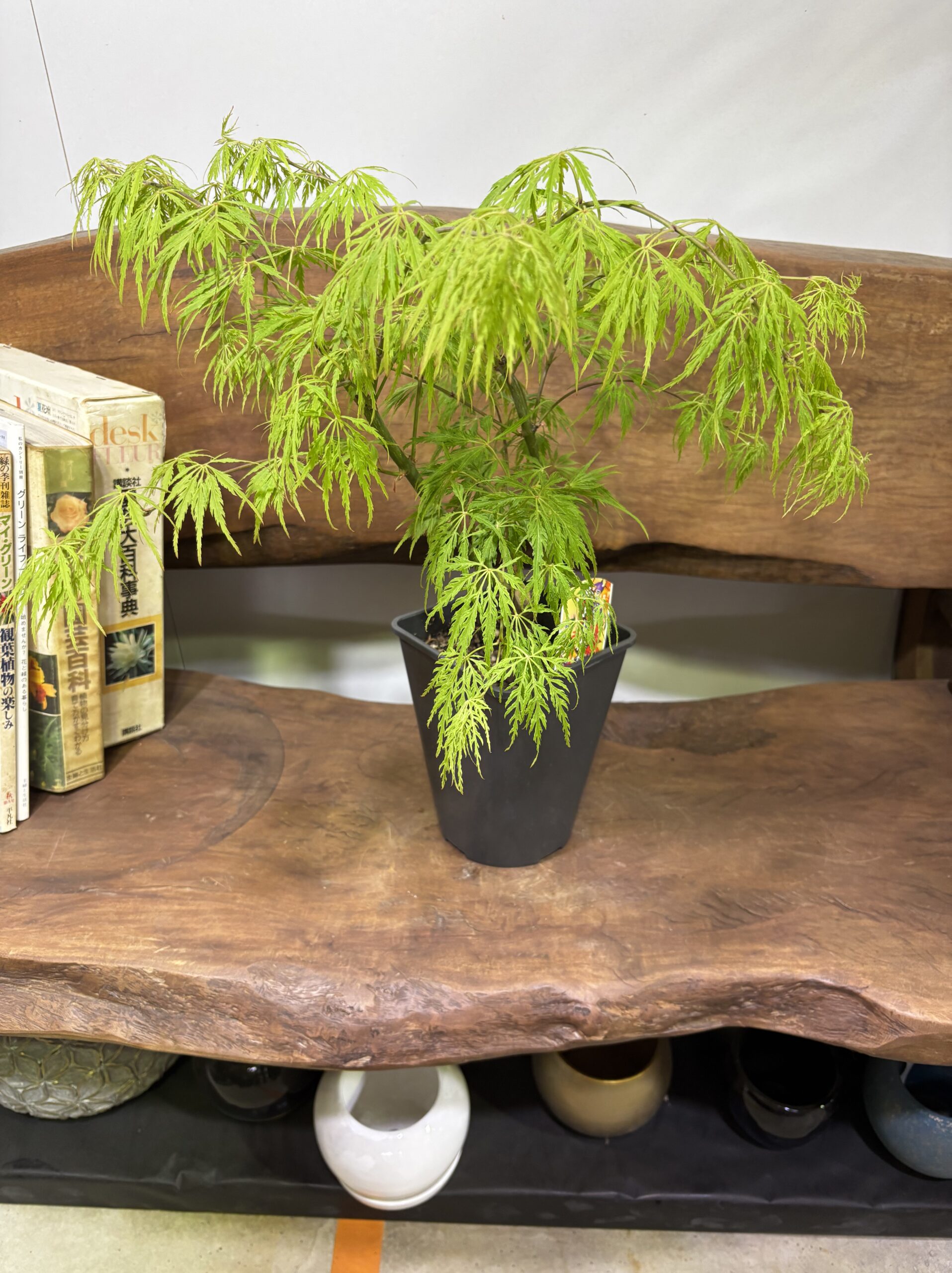 もみじ 品種MIX 5号