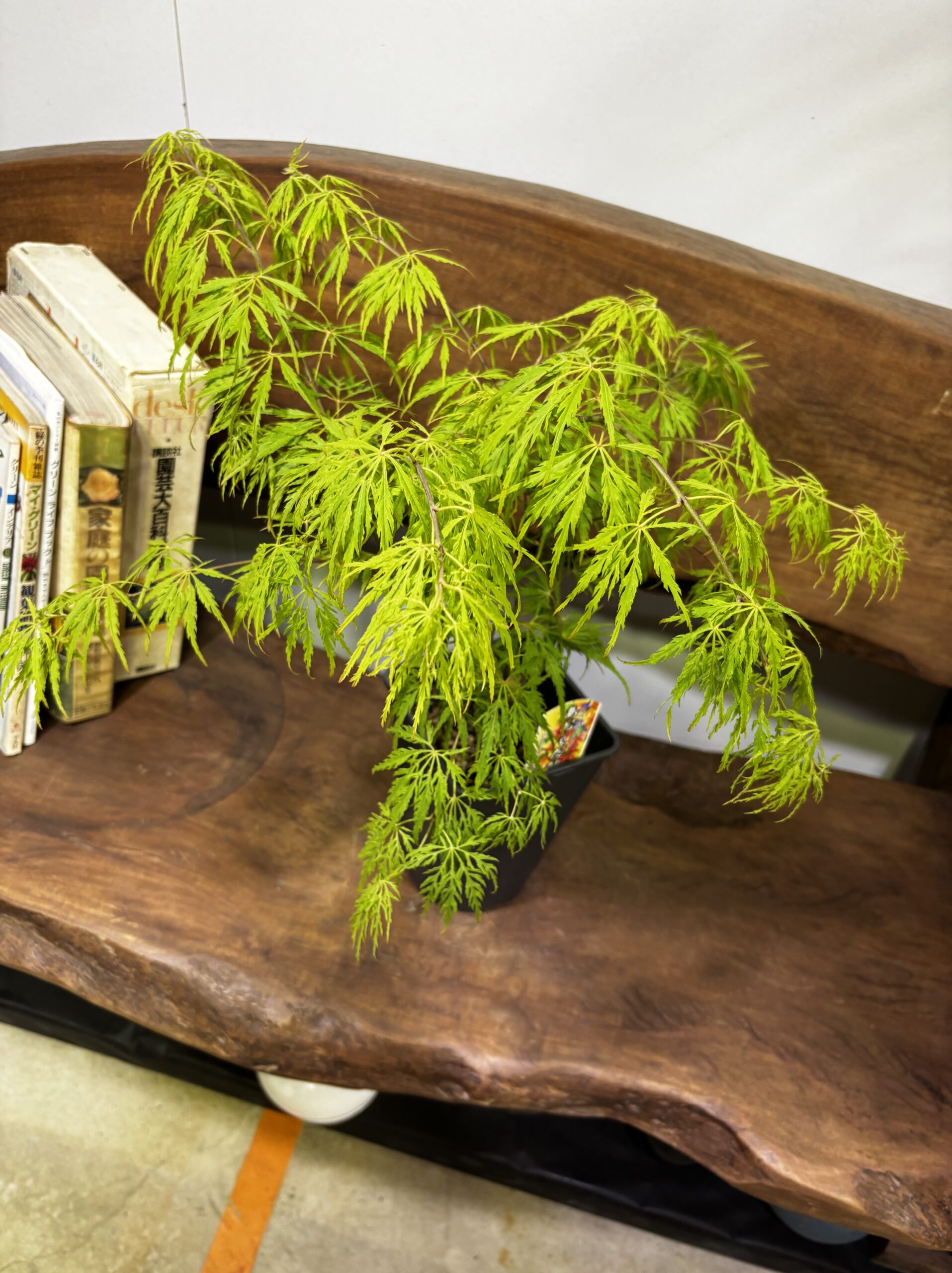 もみじ 品種MIX 5号 - 画像 (4)