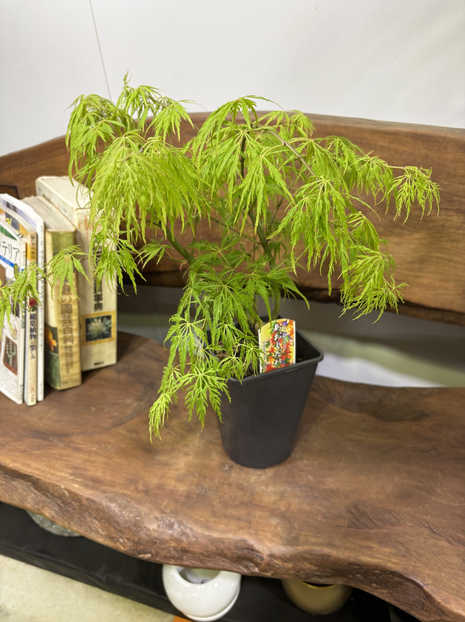 もみじ 品種MIX 5号 - 画像 (2)