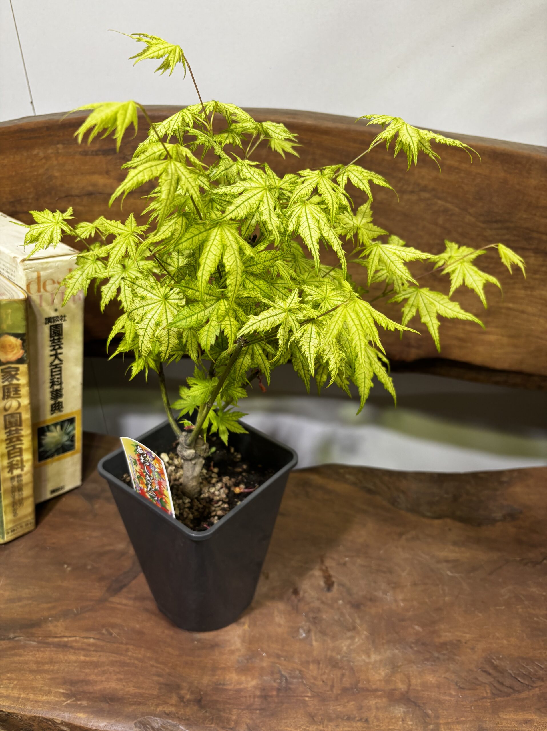 もみじ 品種MIX 5号 - 画像 (6)