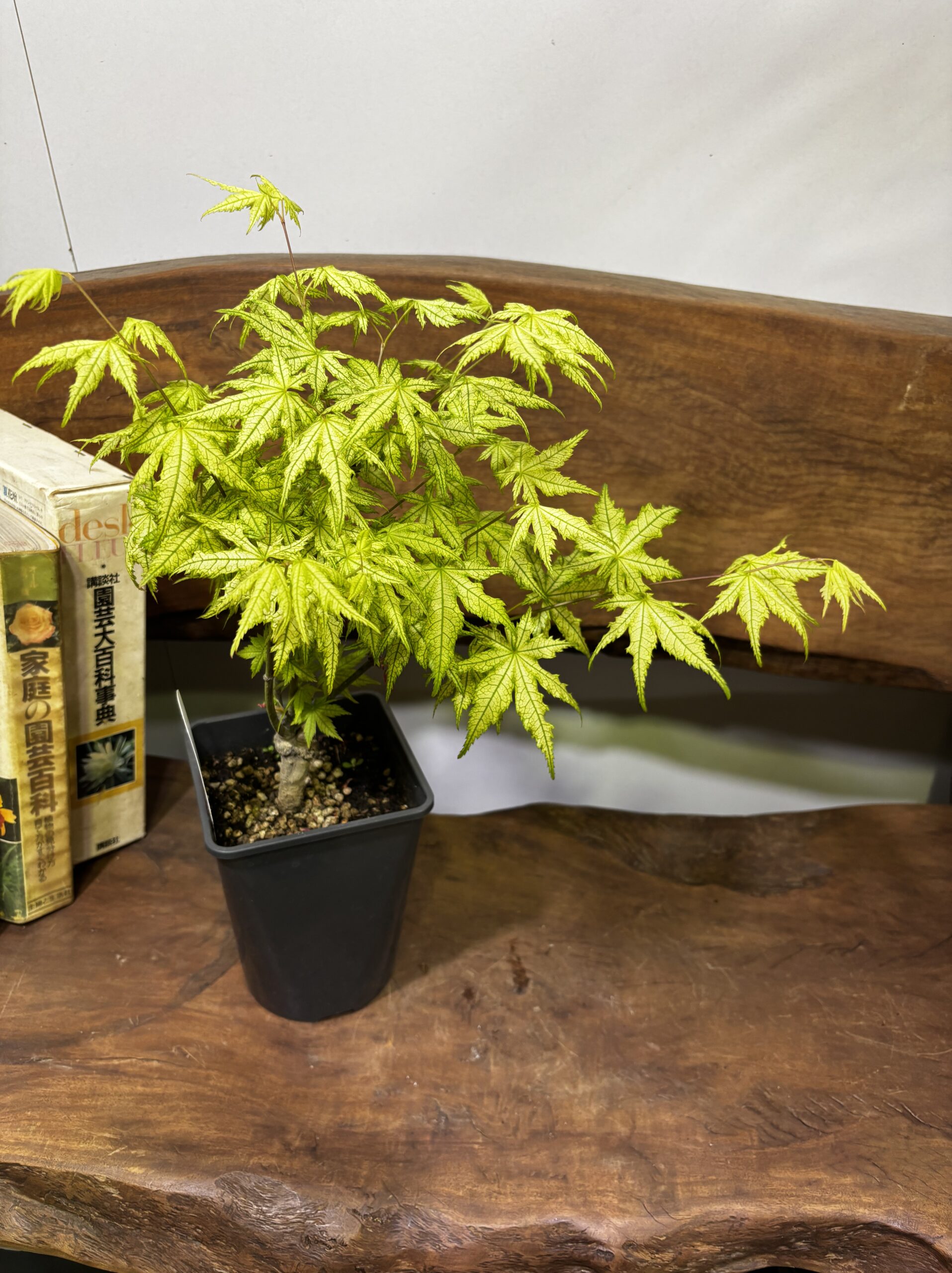 もみじ 品種MIX 5号 - 画像 (7)