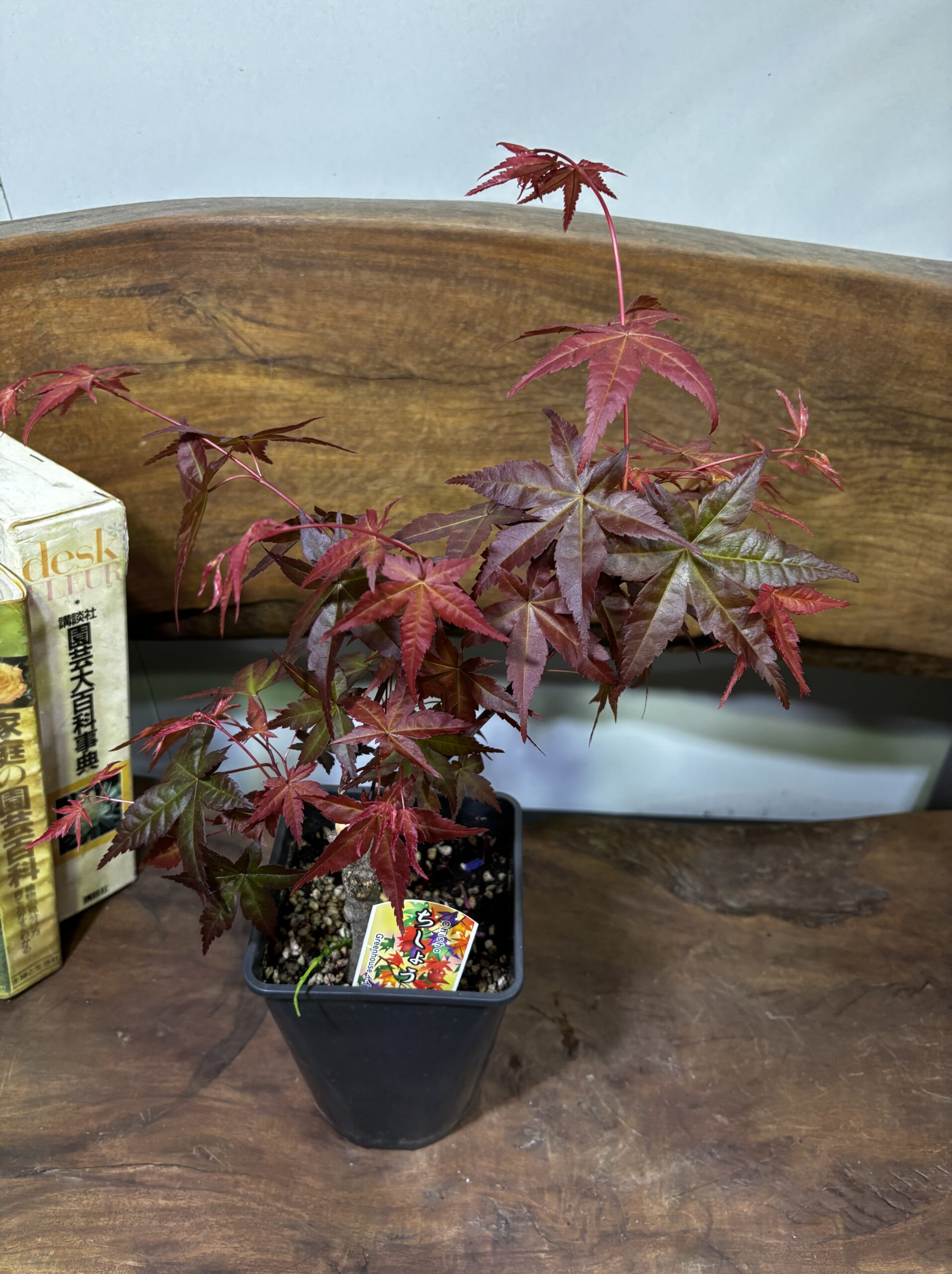 もみじ 品種MIX 5号 - 画像 (9)