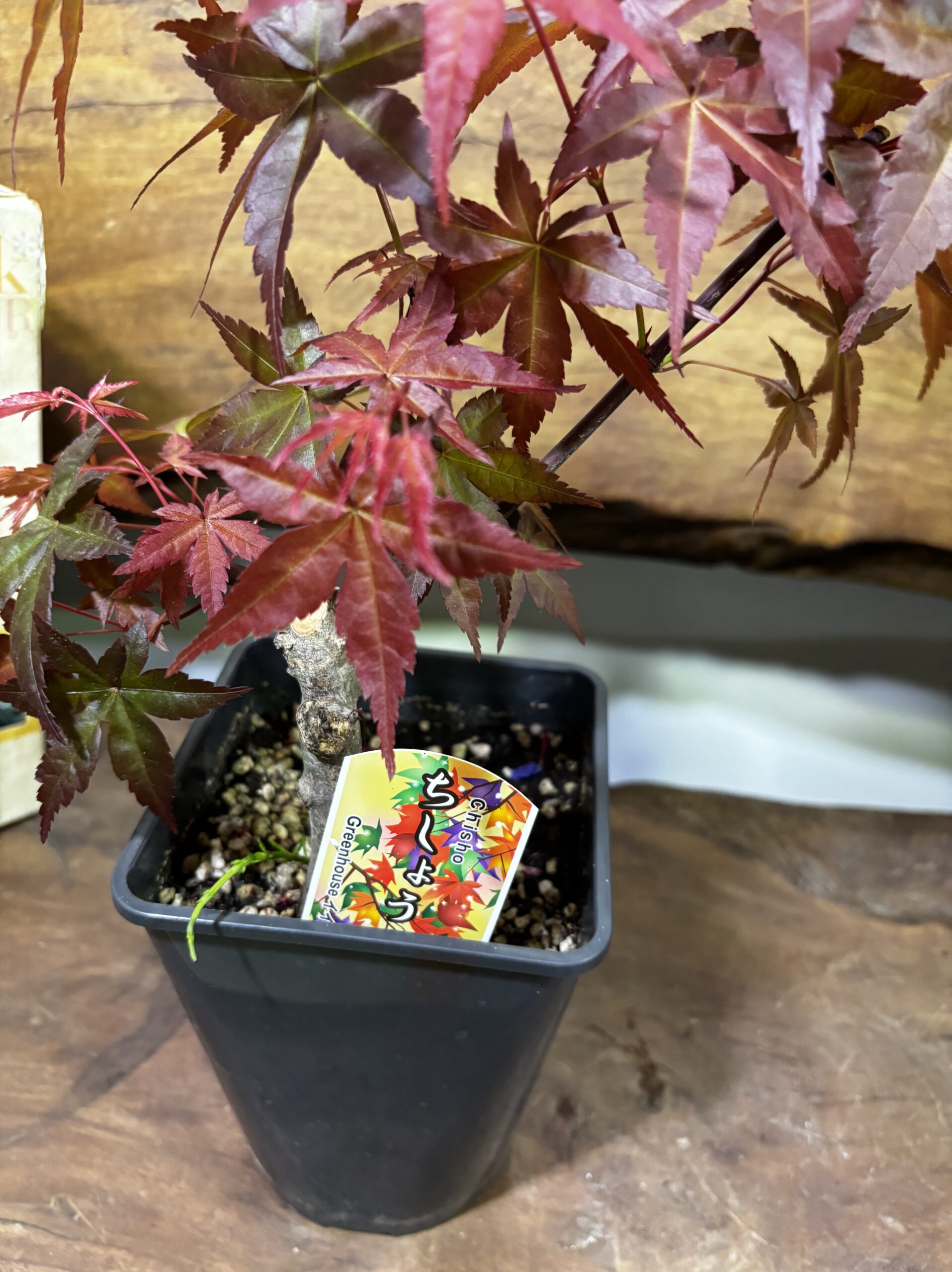 もみじ 品種MIX 5号 - 画像 (10)