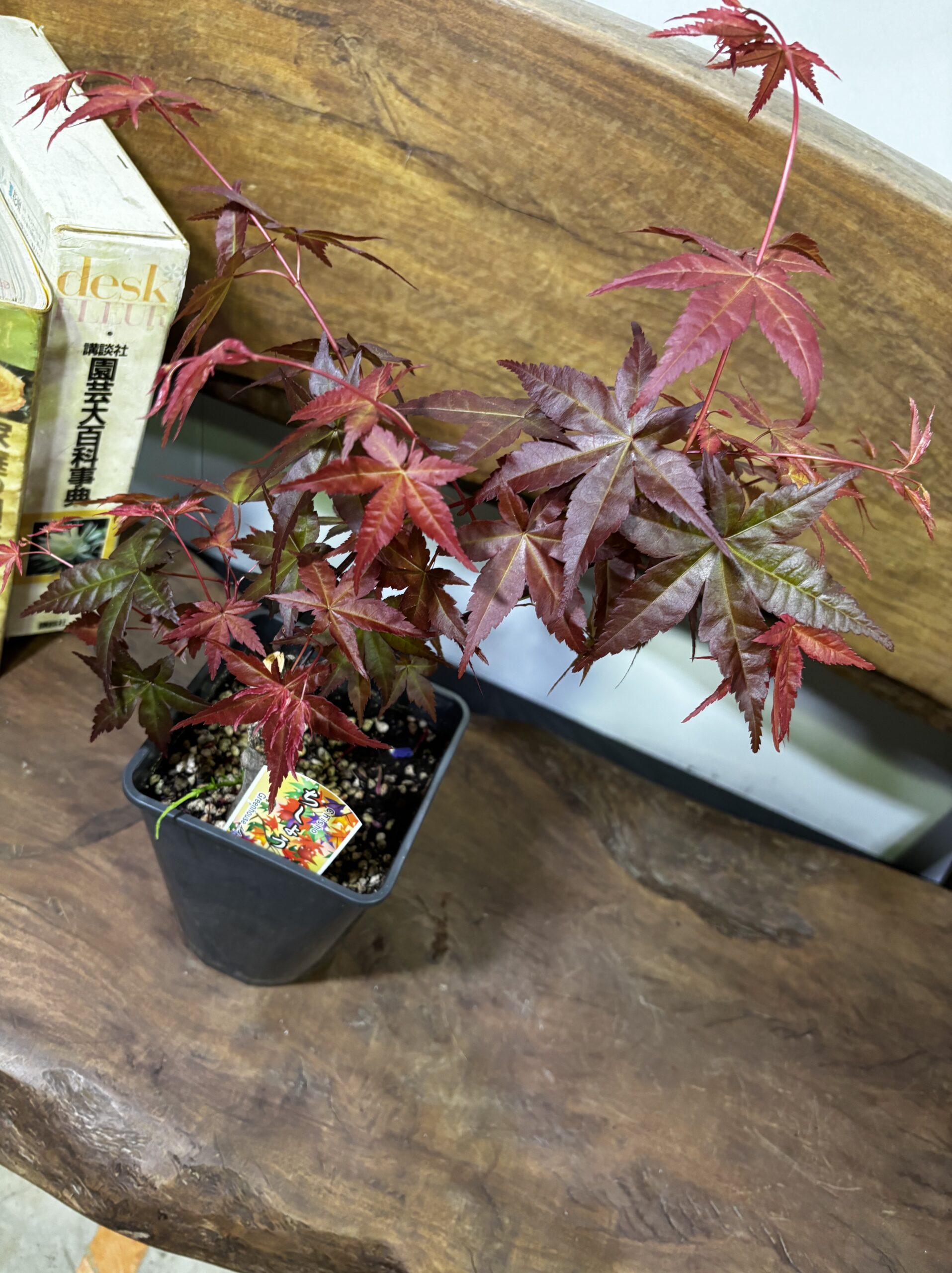 もみじ 品種MIX 5号 - 画像 (11)