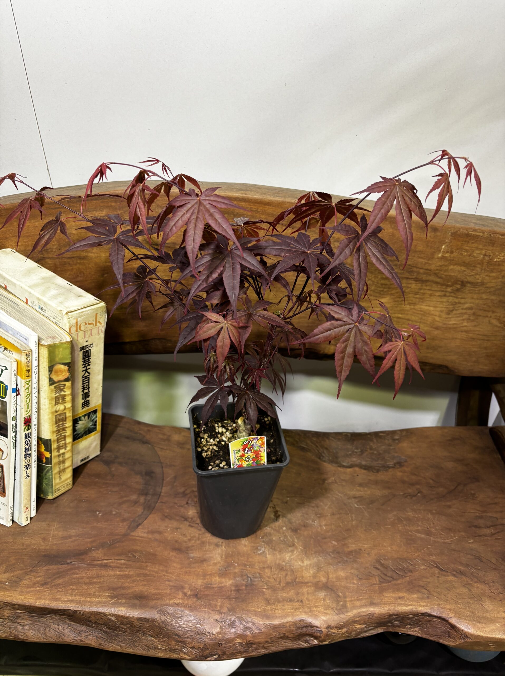 もみじ 品種MIX 5号 - 画像 (12)