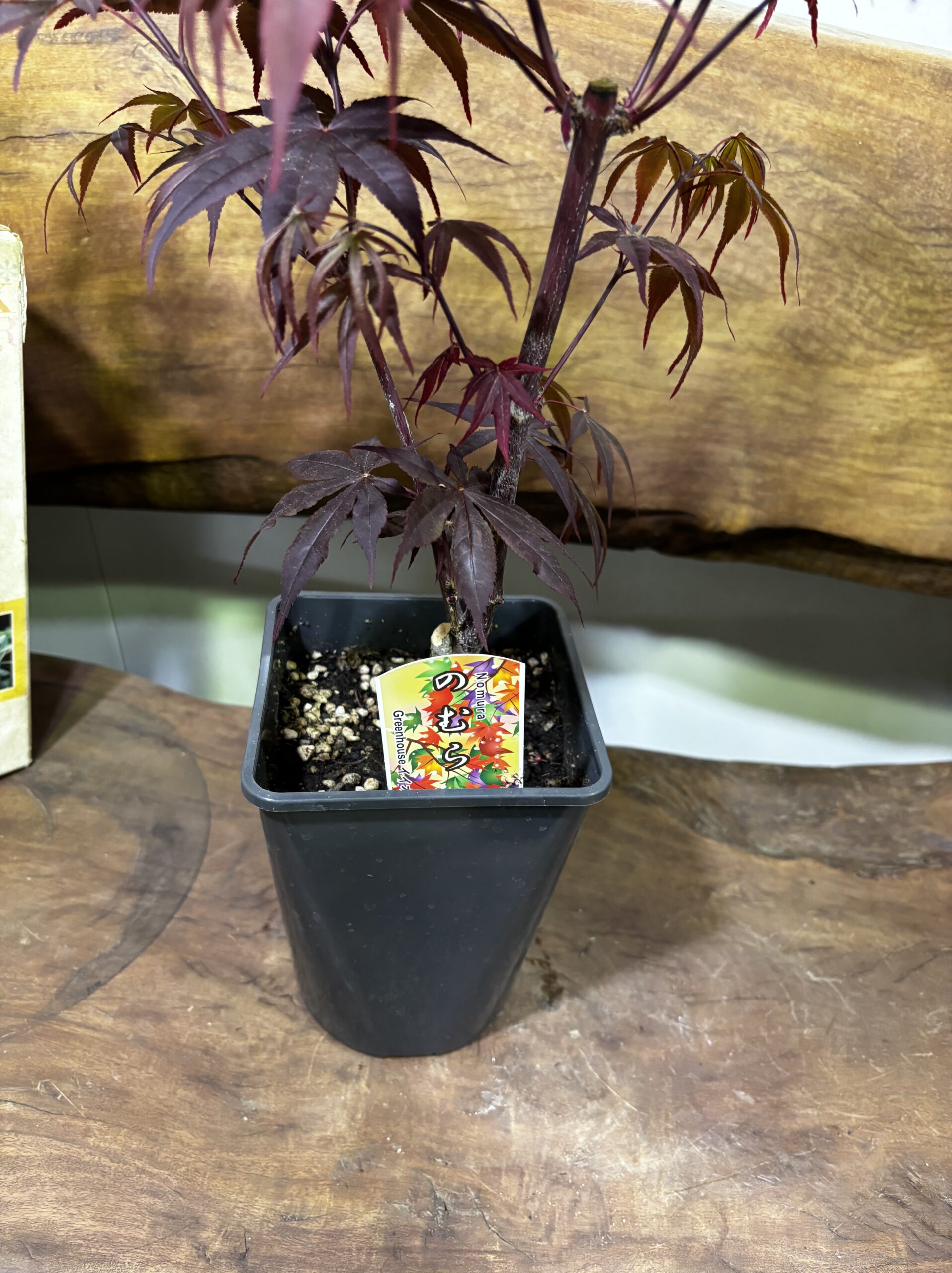 もみじ 品種MIX 5号 - 画像 (13)