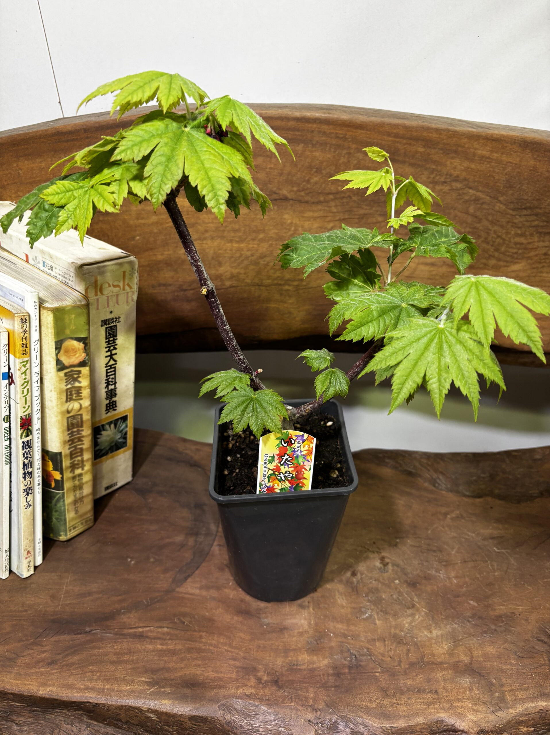 もみじ 品種MIX 5号 - 画像 (15)