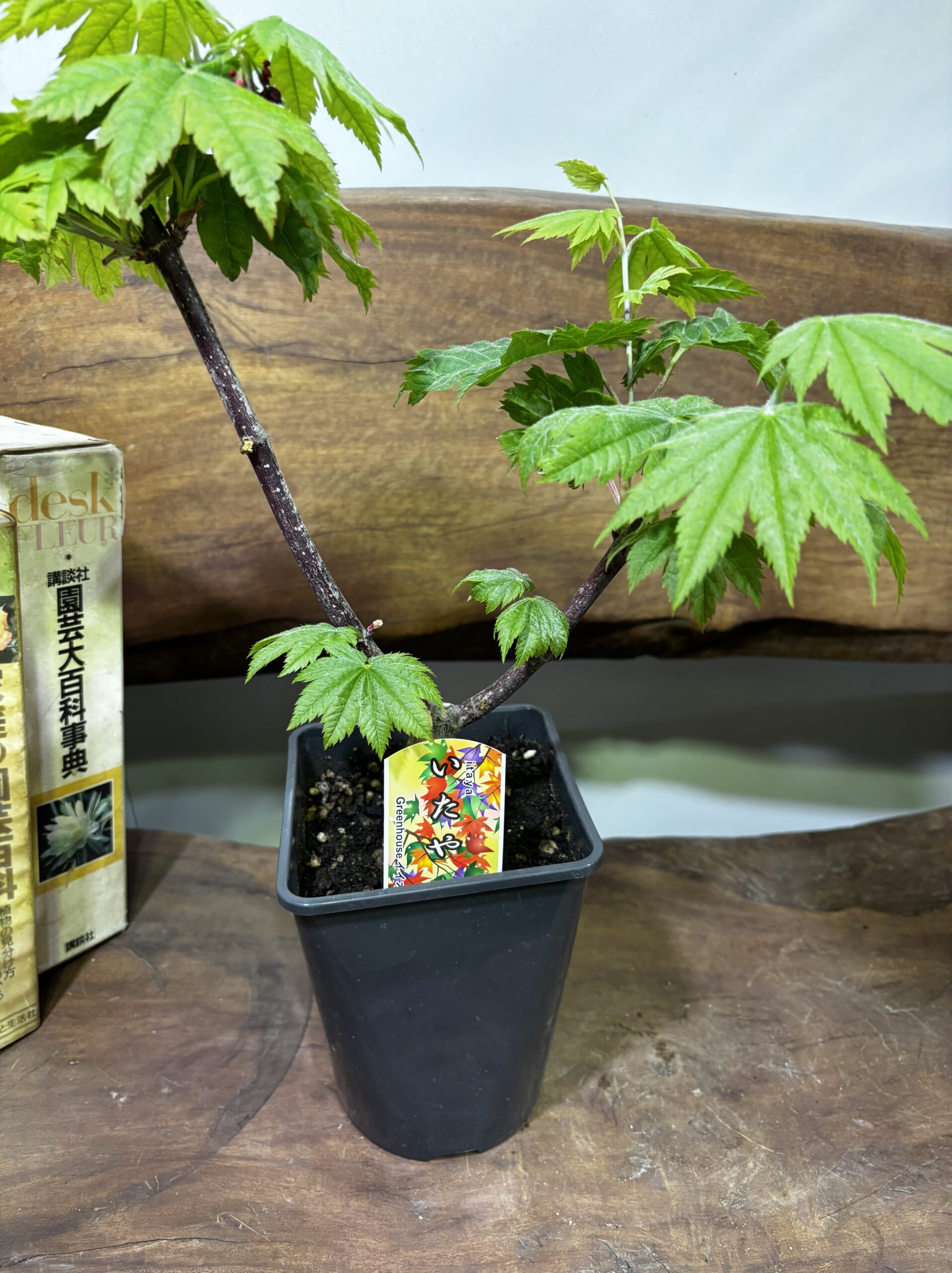 もみじ 品種MIX 5号 - 画像 (17)