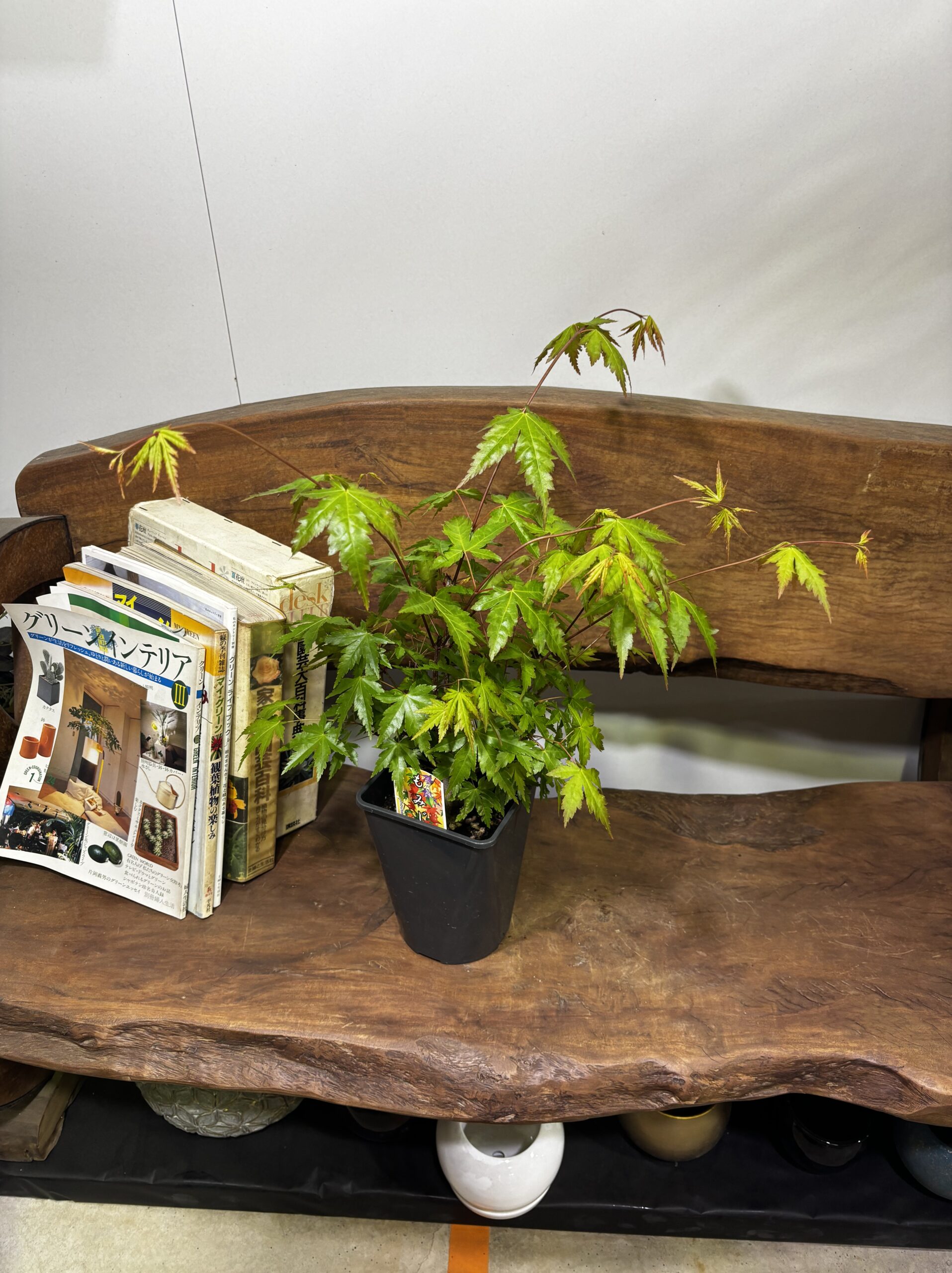 もみじ 品種MIX 5号 - 画像 (19)