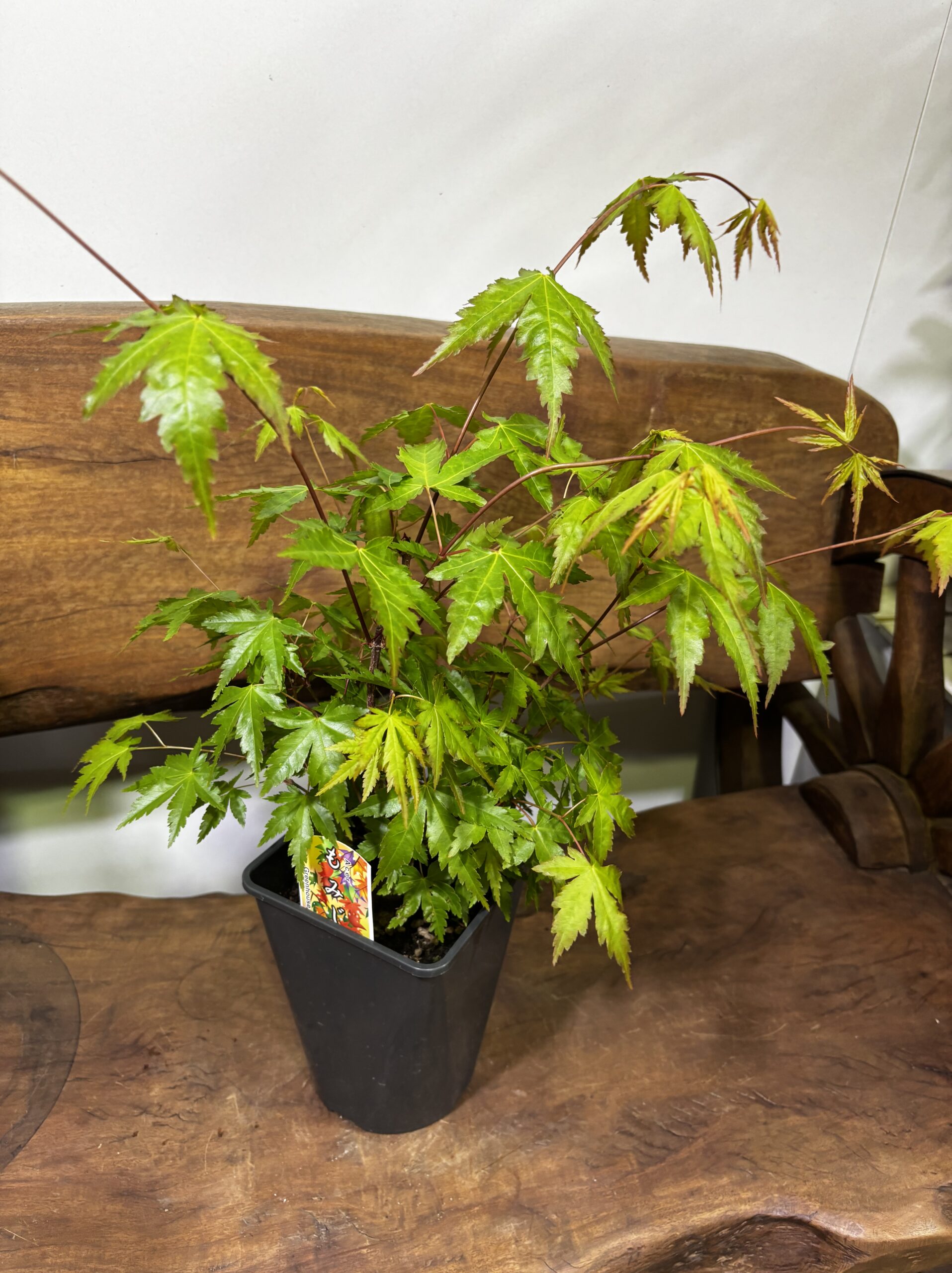 もみじ 品種MIX 5号 - 画像 (18)