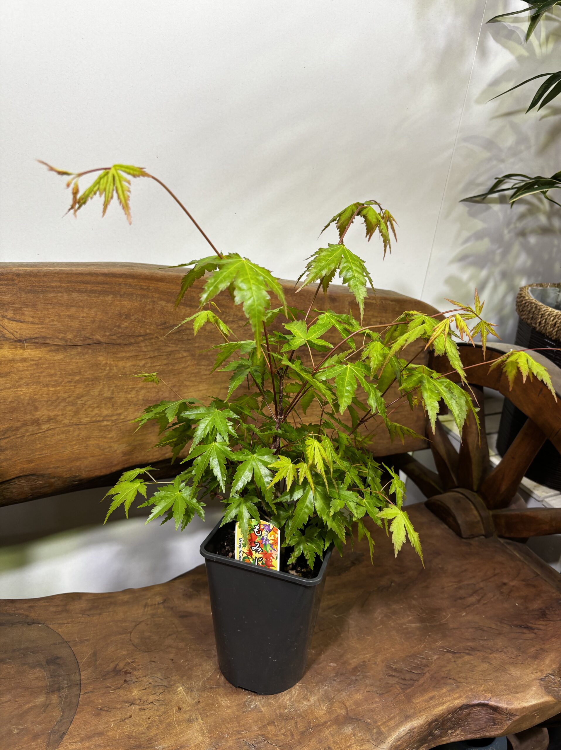 もみじ 品種MIX 5号 - 画像 (20)