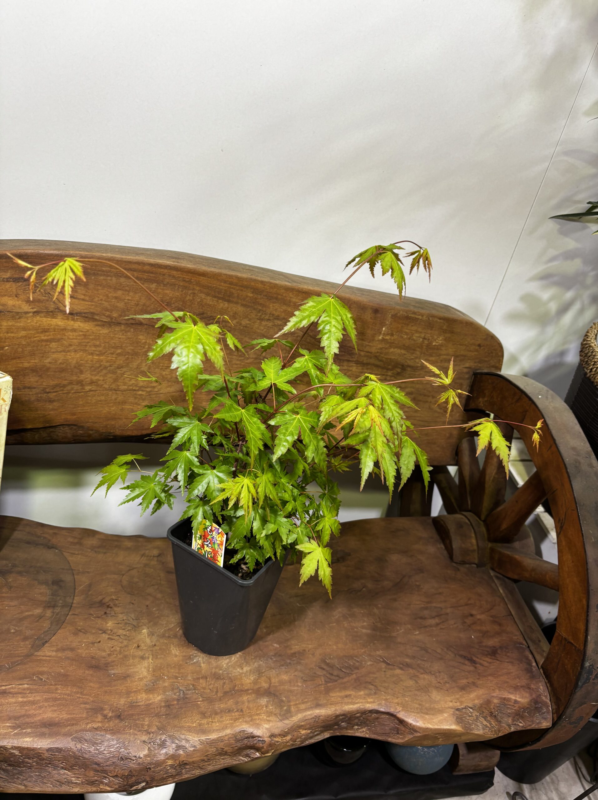 もみじ 品種MIX 5号 - 画像 (21)