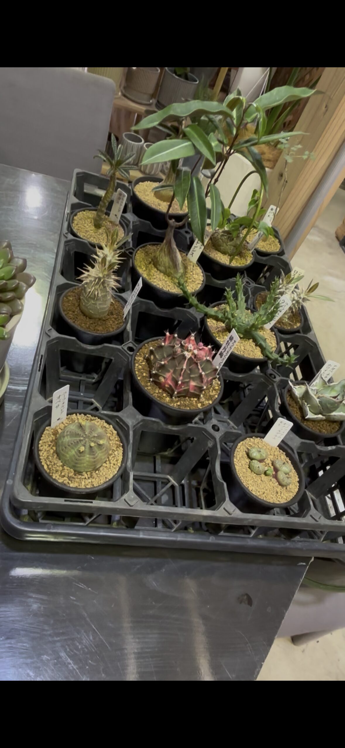 レア植物 品種MIX 3号