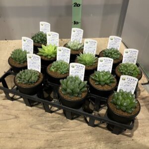 ハオルチア MIX 3.5号 | Plants Shop Big Smile 通販