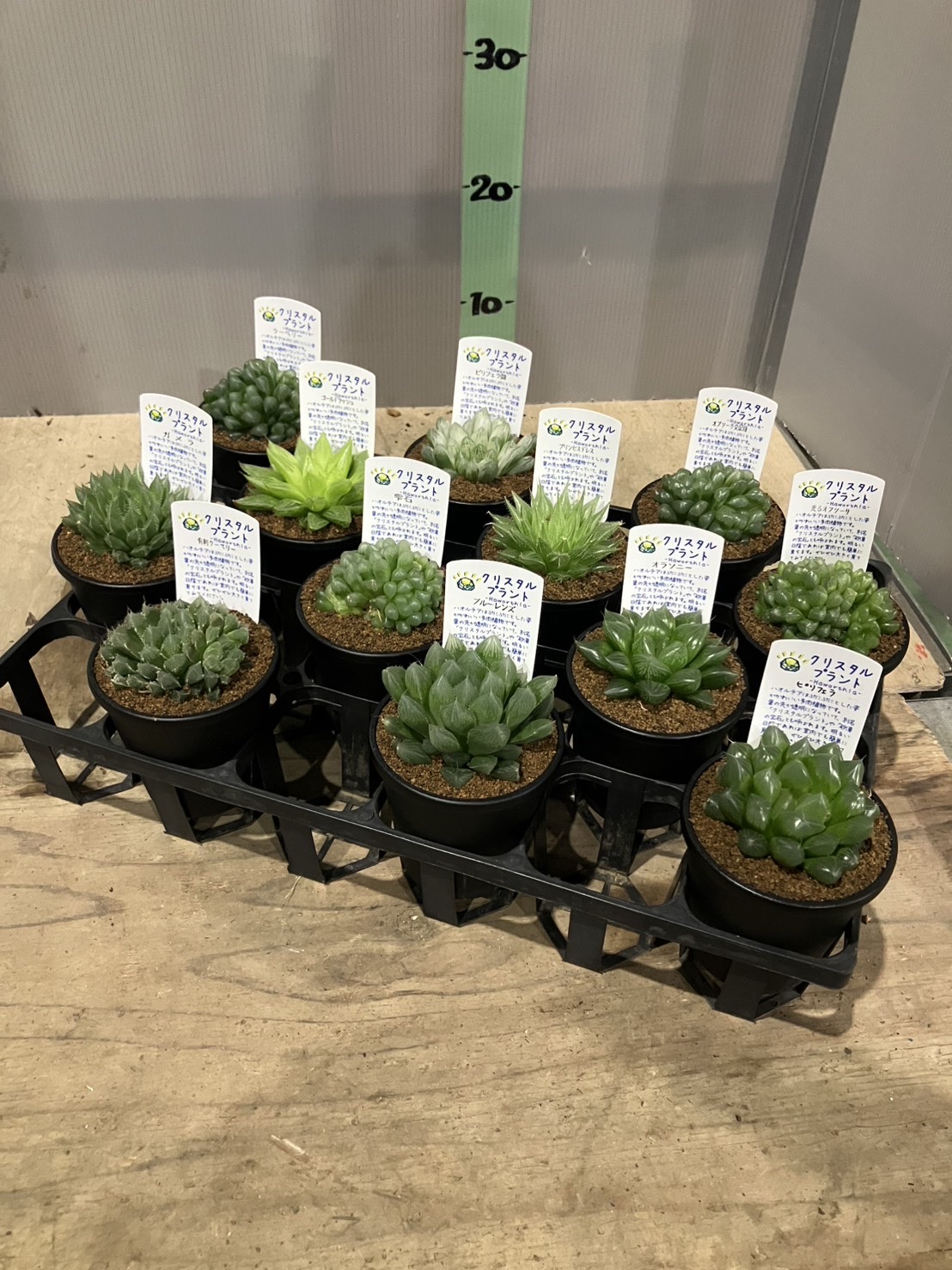 ハオルチア MIX 3.5号